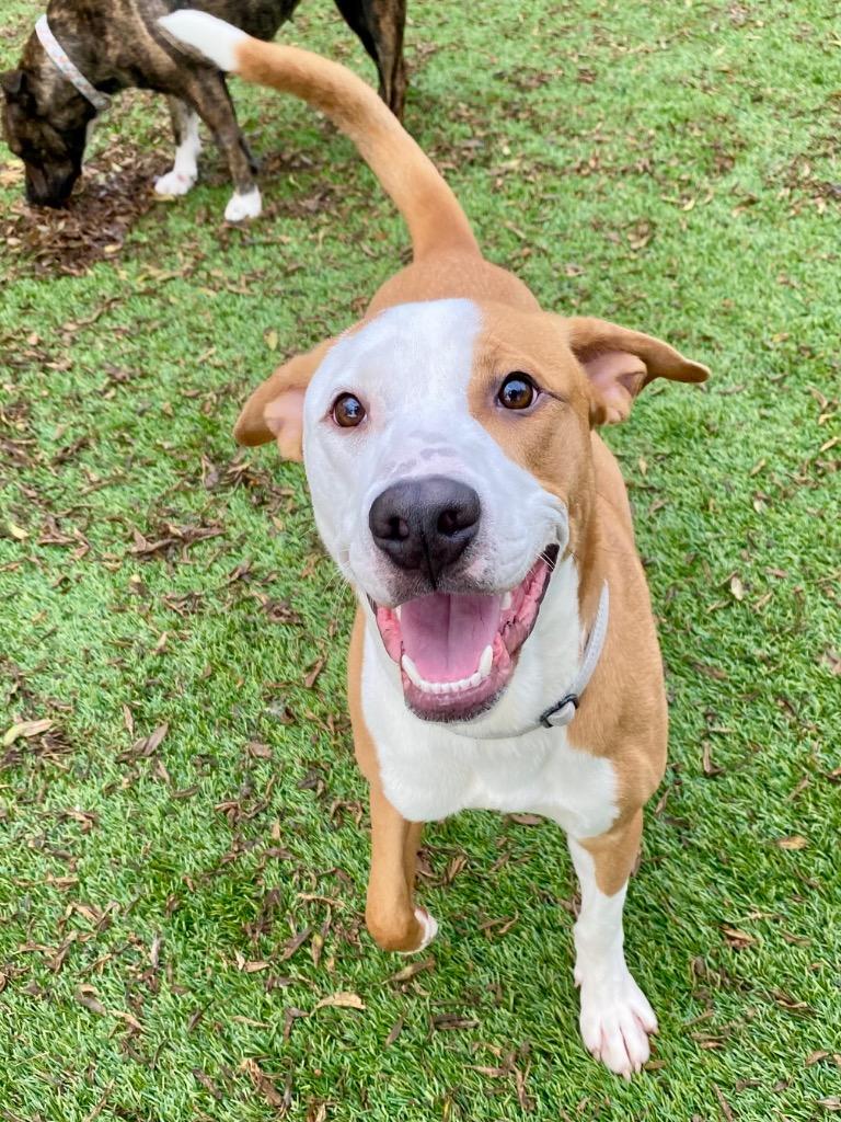 Enlarge Slim Jim, a Adoptable mixed breed in Chico, CA image 4/6