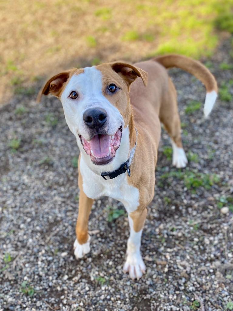Enlarge Slim Jim, a Adoptable mixed breed in Chico, CA image 5/6