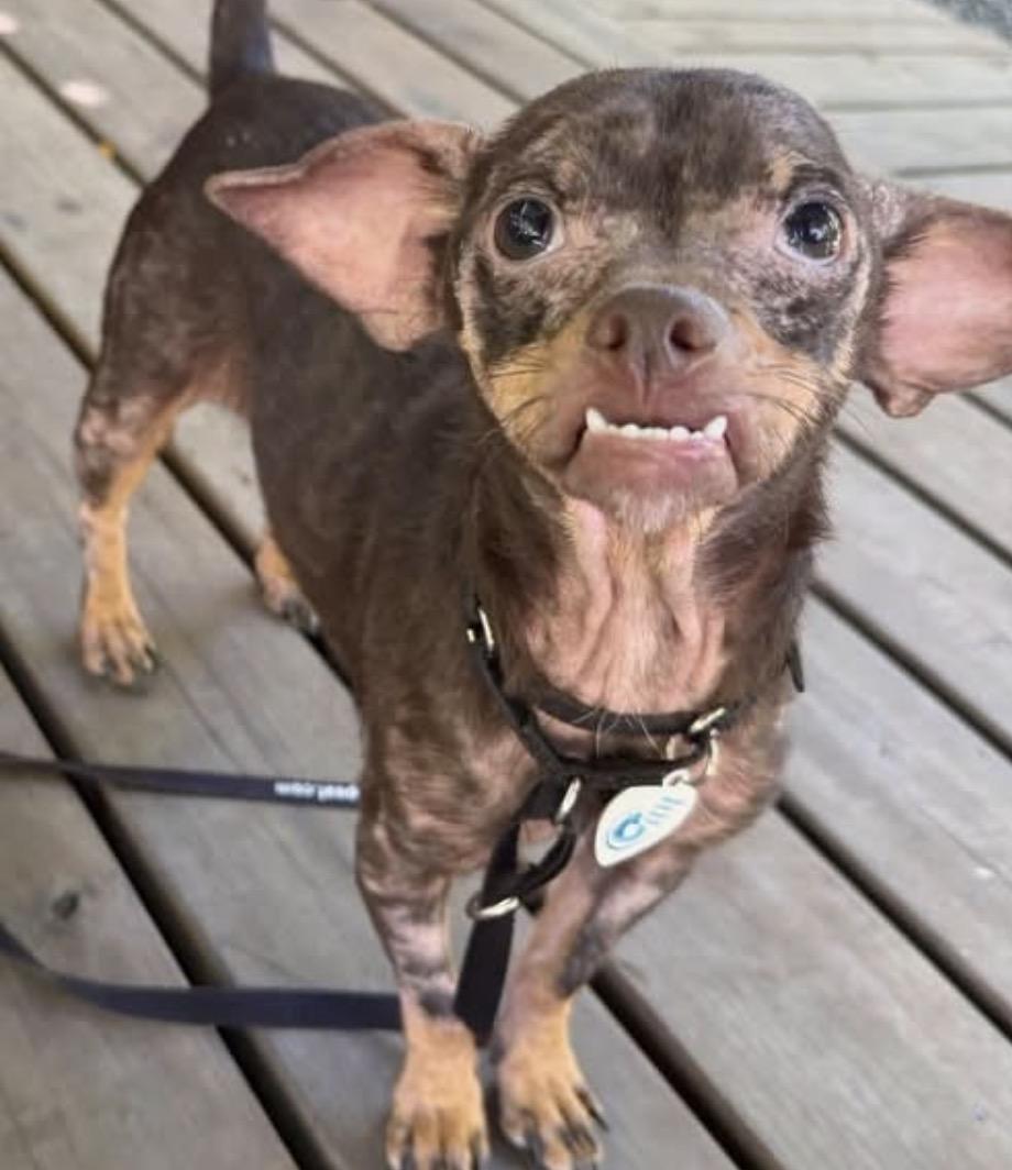 Enlarge Monkey, a Adoptable mixed breed in Santa Rosa, CA image 3/4