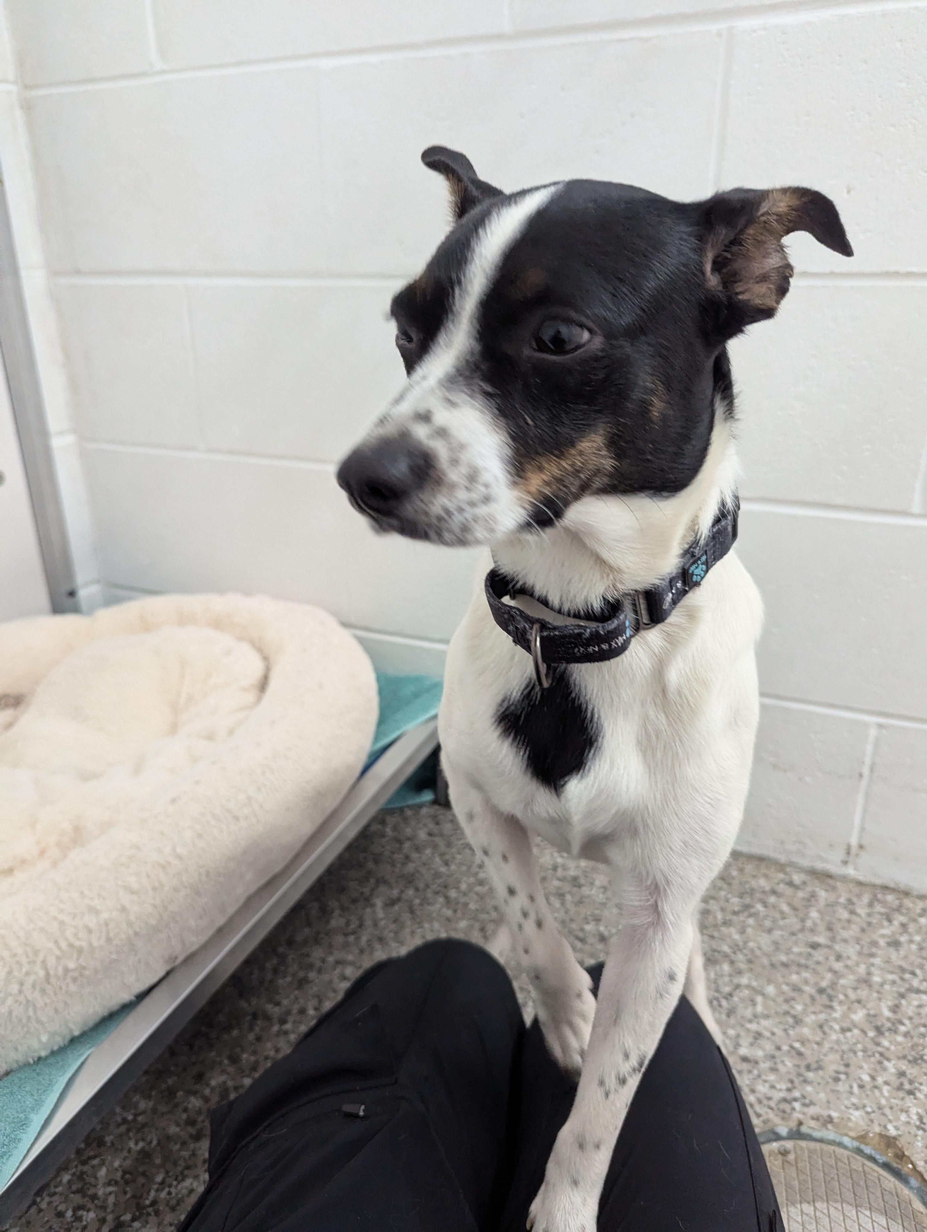Enlarge Berry, a Adoptable Rat Terrier in Oconto, WI image 2/2