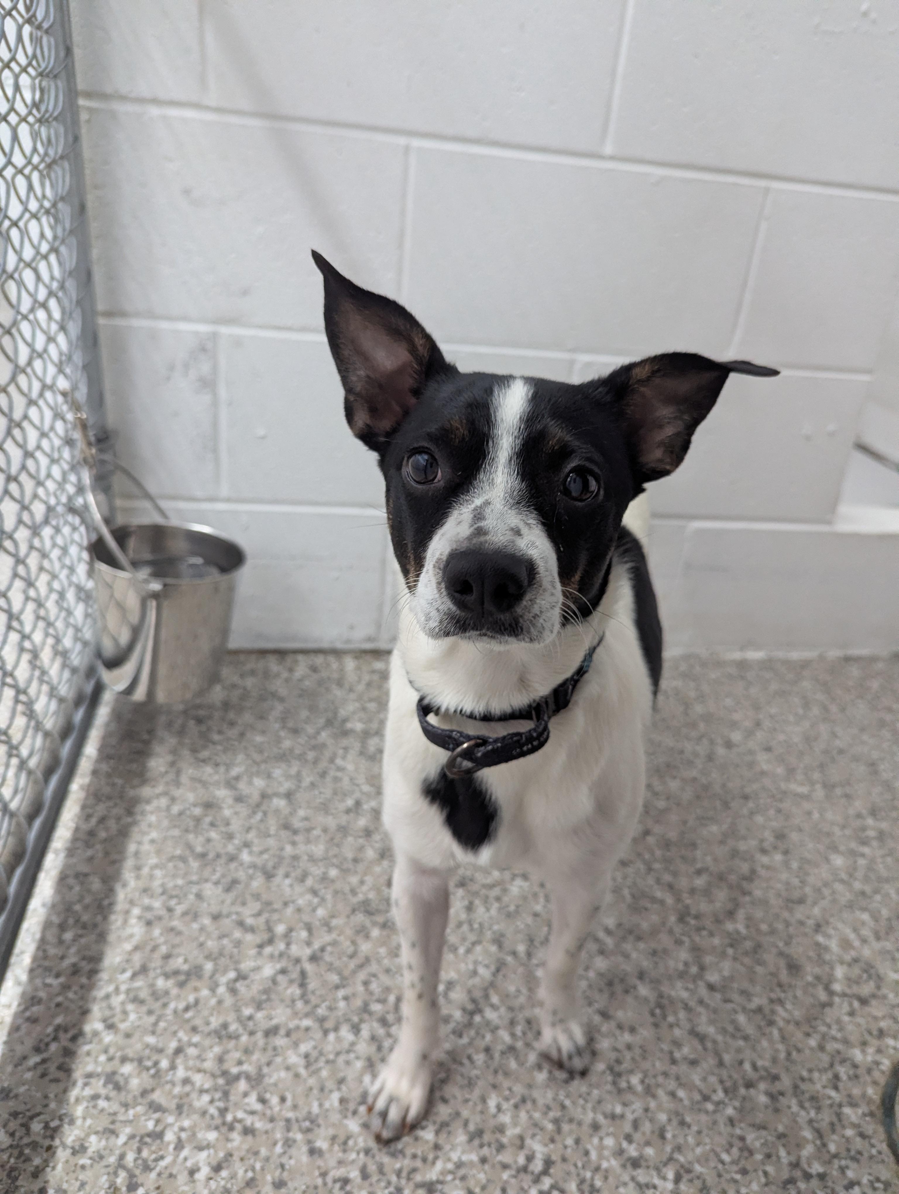 Enlarge Berry, a Adoptable Rat Terrier in Oconto, WI image 1/2