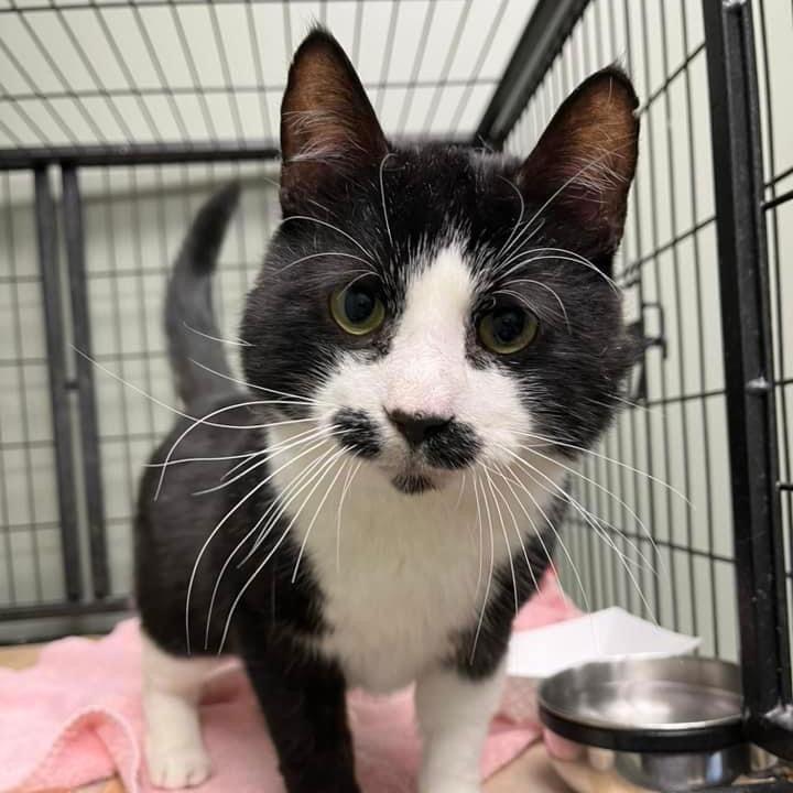 Sanders, Adoptable, Senior Male Domestic Short Hair.