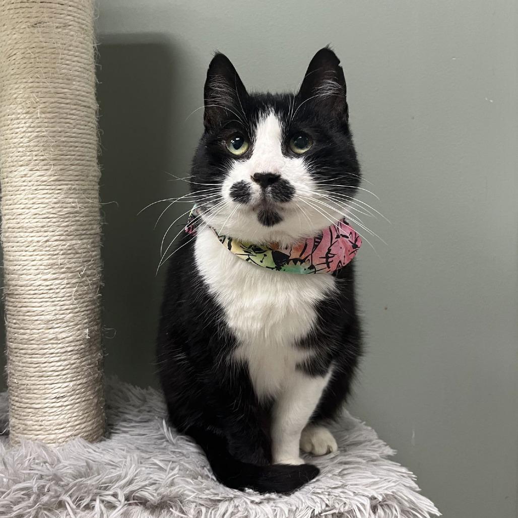 Enlarge Sanders, a Adoptable Domestic Short Hair in Medina, OH image 2/5