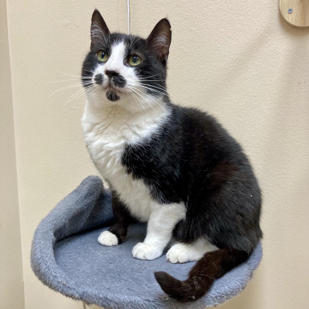 Sanders, a Adoptable Domestic Short Hair in Medina, OH image 2/4