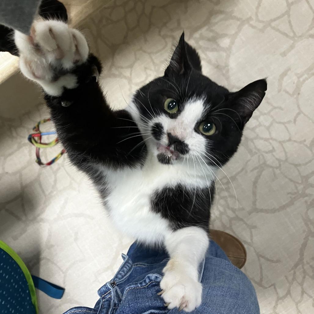 Enlarge Sanders, a Adoptable Domestic Short Hair in Medina, OH image 3/5