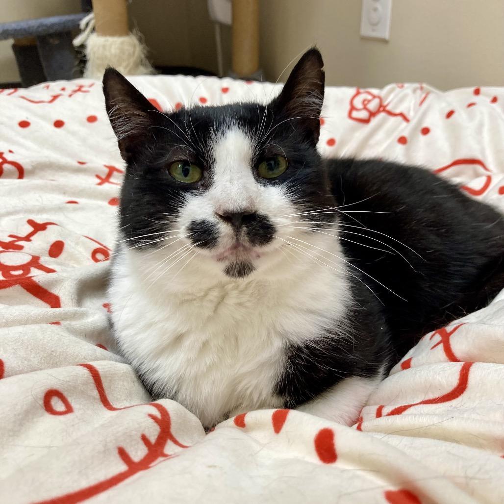 Sanders, a Adoptable Domestic Short Hair in Medina, OH image 3/4