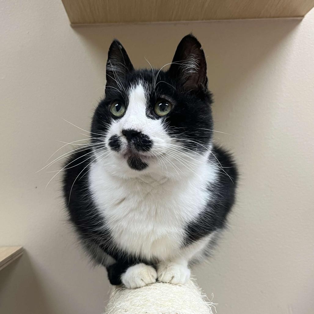 Enlarge Sanders, a Adoptable Domestic Short Hair in Medina, OH image 4/5