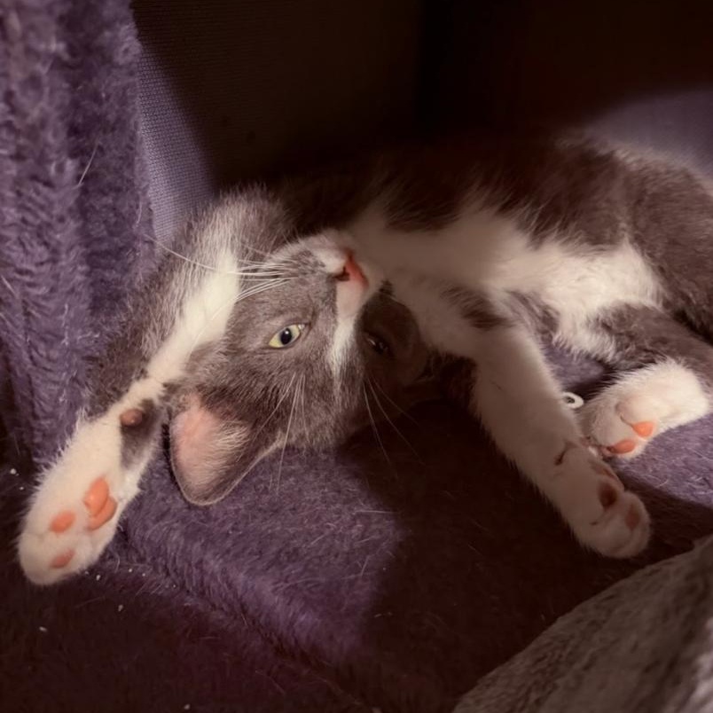 Ruby Tuesday, Adoptable, Kitten Female Russian Blue.