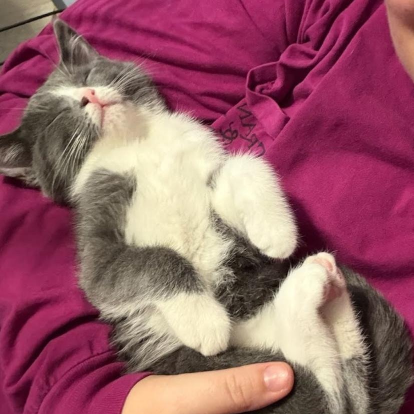 Enlarge Ruby Tuesday, a Adoptable mixed breed in Concord, NC image 2/5