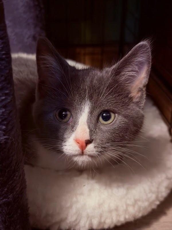 Enlarge Ruby Tuesday, a Adoptable mixed breed in Concord, NC image 3/5