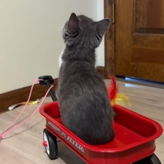 Enlarge Ruby Tuesday, a Adoptable mixed breed in Concord, NC image 5/5