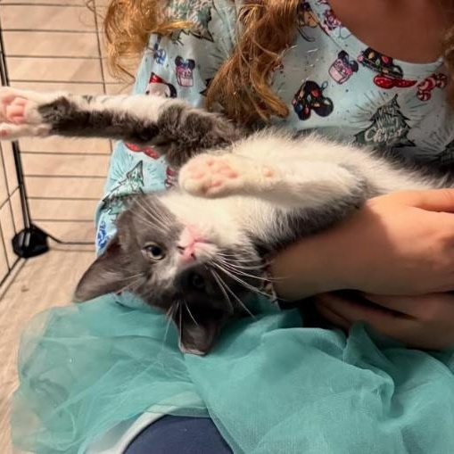 Enlarge Ruby Tuesday, a Adoptable mixed breed in Concord, NC image 4/5