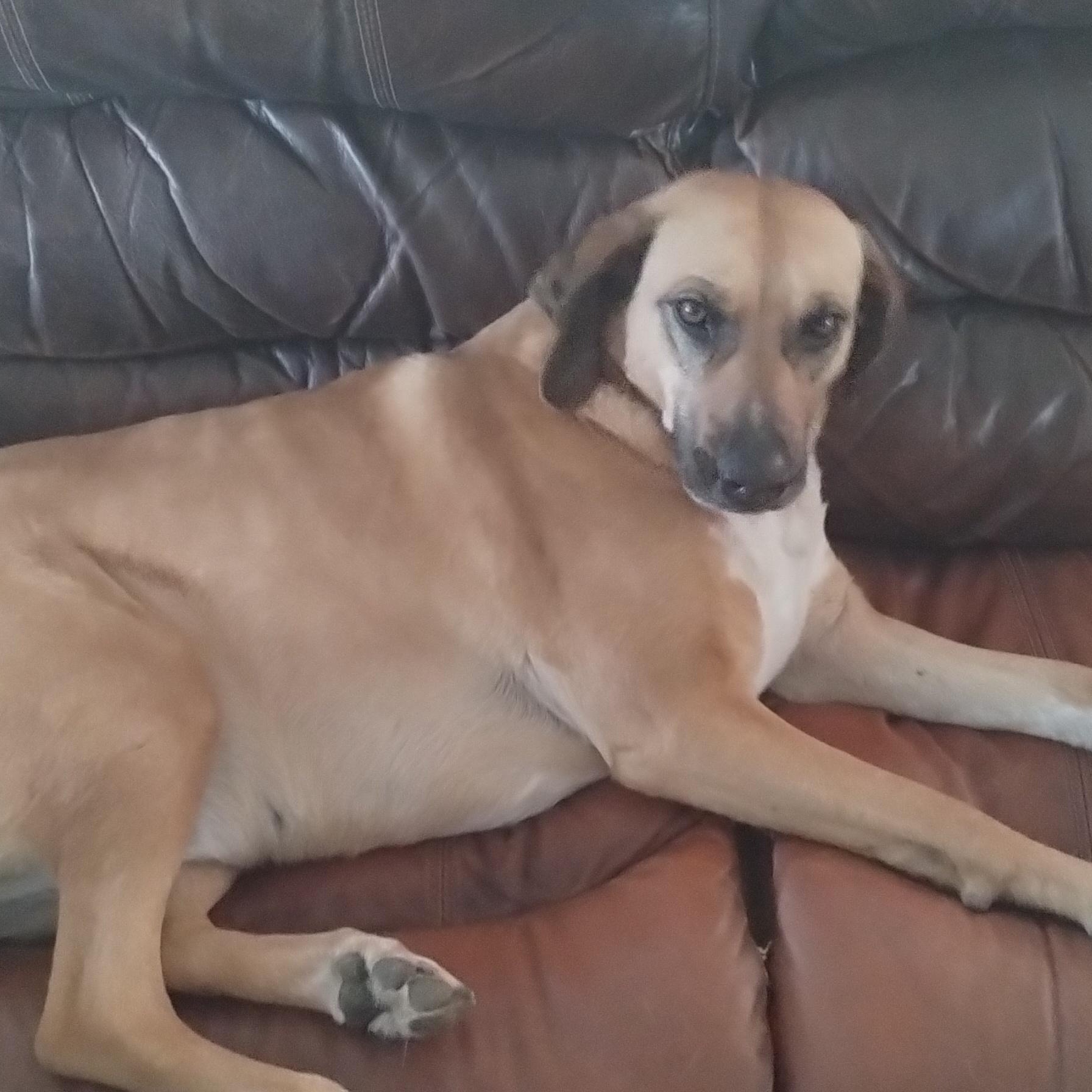 May  (This is a courtesty listing please contact Devon at 406-788-3117), ADOPTABLE, Adult Female Redbone Coonhound.