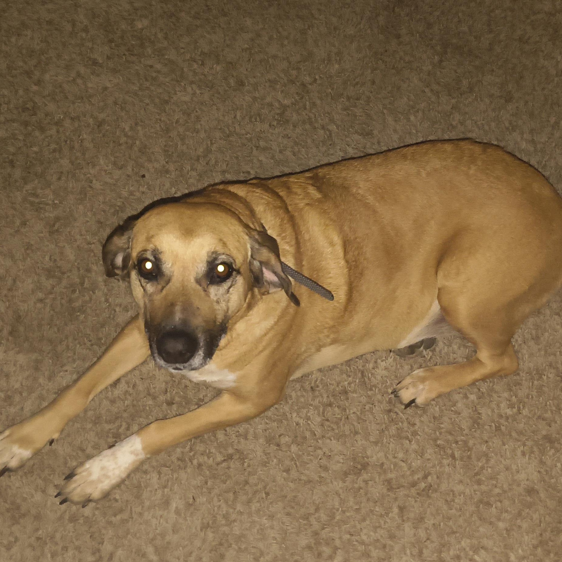 Enlarge May  (This is a courtesty listing please contact Devon at 406-788-3117), a ADOPTABLE Redbone Coonhound in Choteau, MT image 3/3