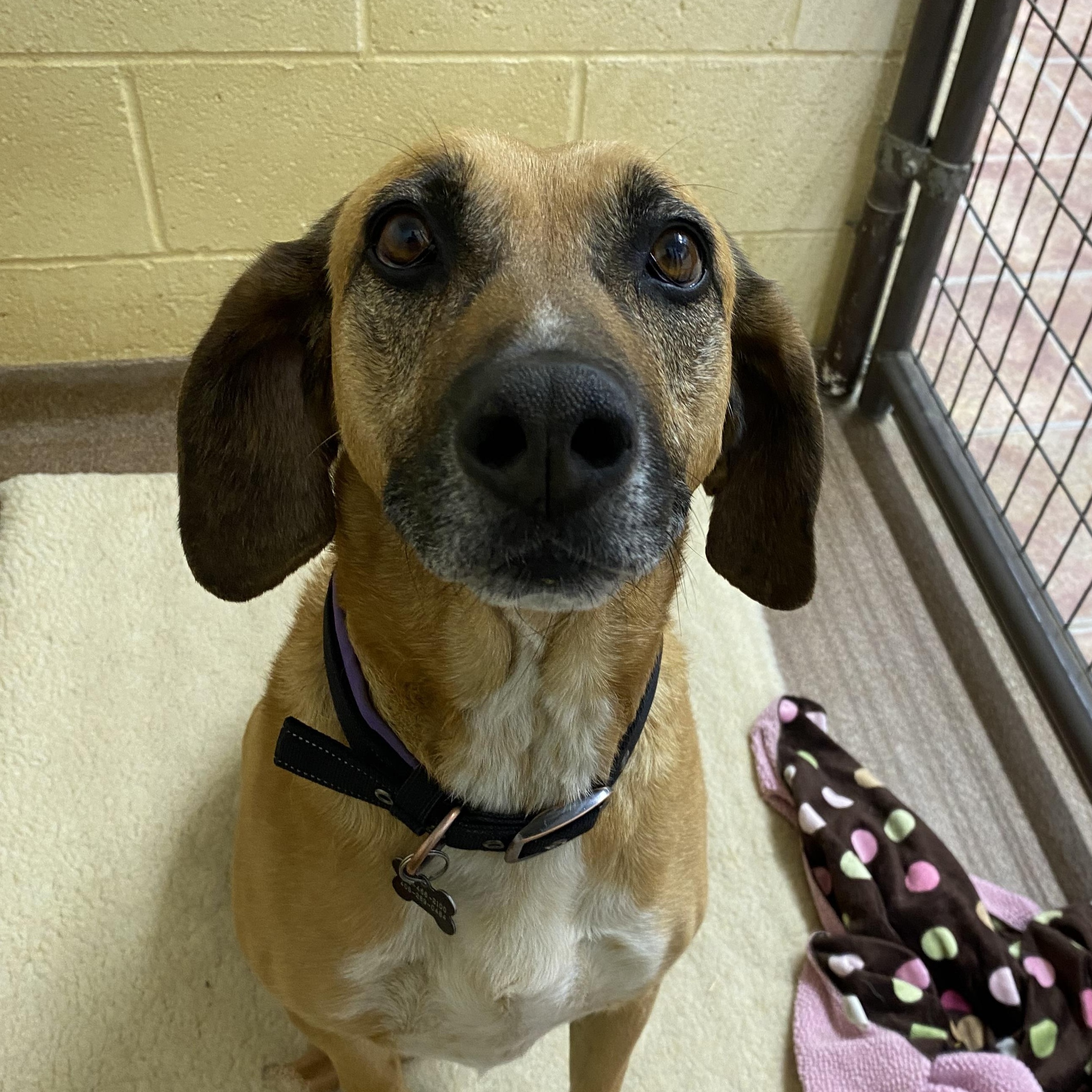May , a ADOPTABLE Redbone Coonhound in Choteau, MT image 1/4