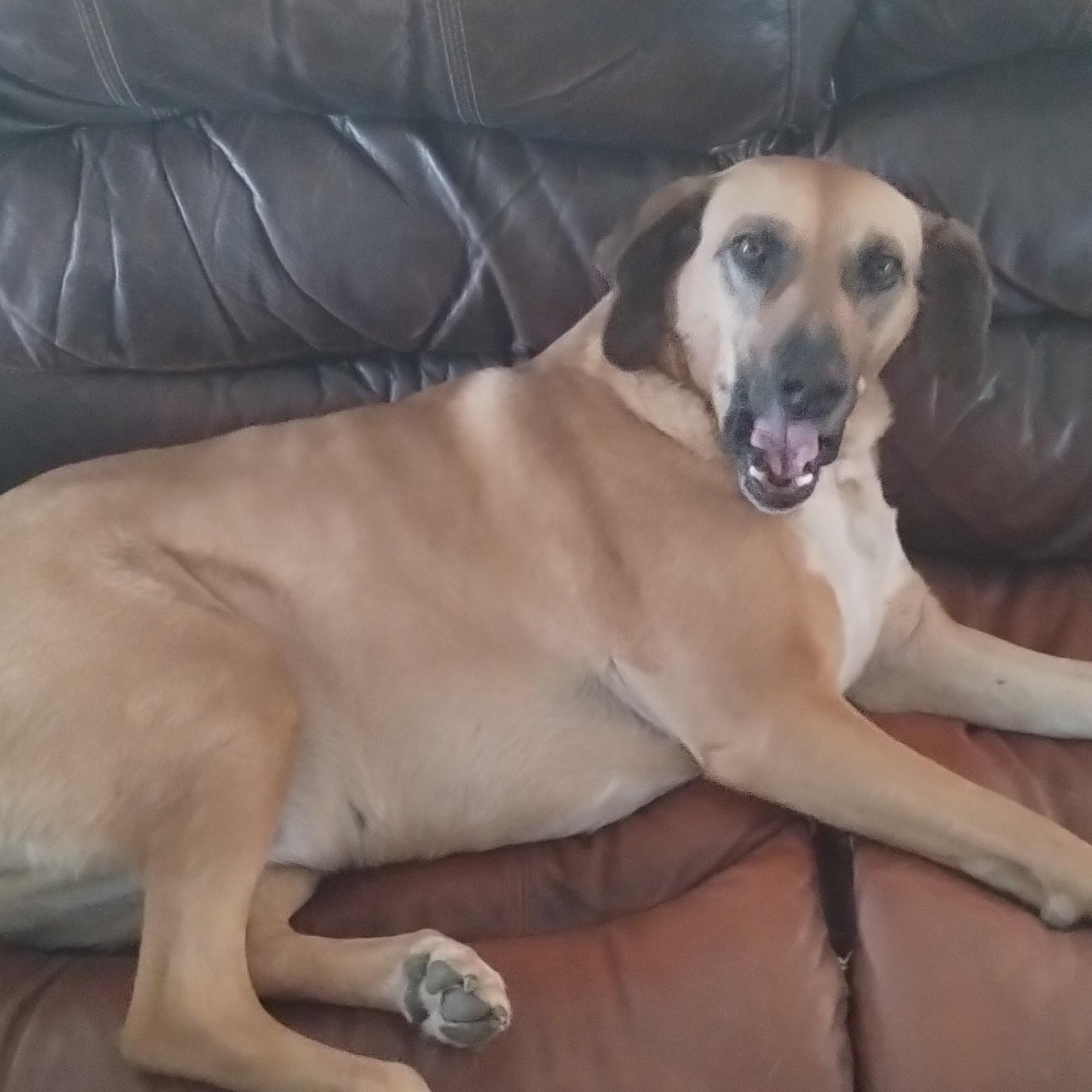 Enlarge May  (This is a courtesty listing please contact Devon at 406-788-3117), a ADOPTABLE Redbone Coonhound in Choteau, MT image 2/3