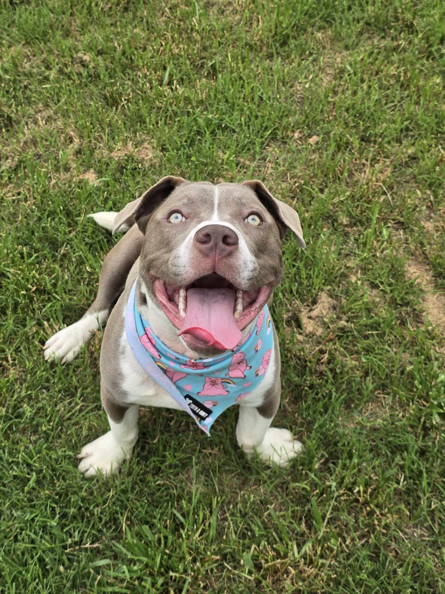 Enlarge Kevin, a Adopted Pit Bull Terrier in Arlee, MT image 1/6