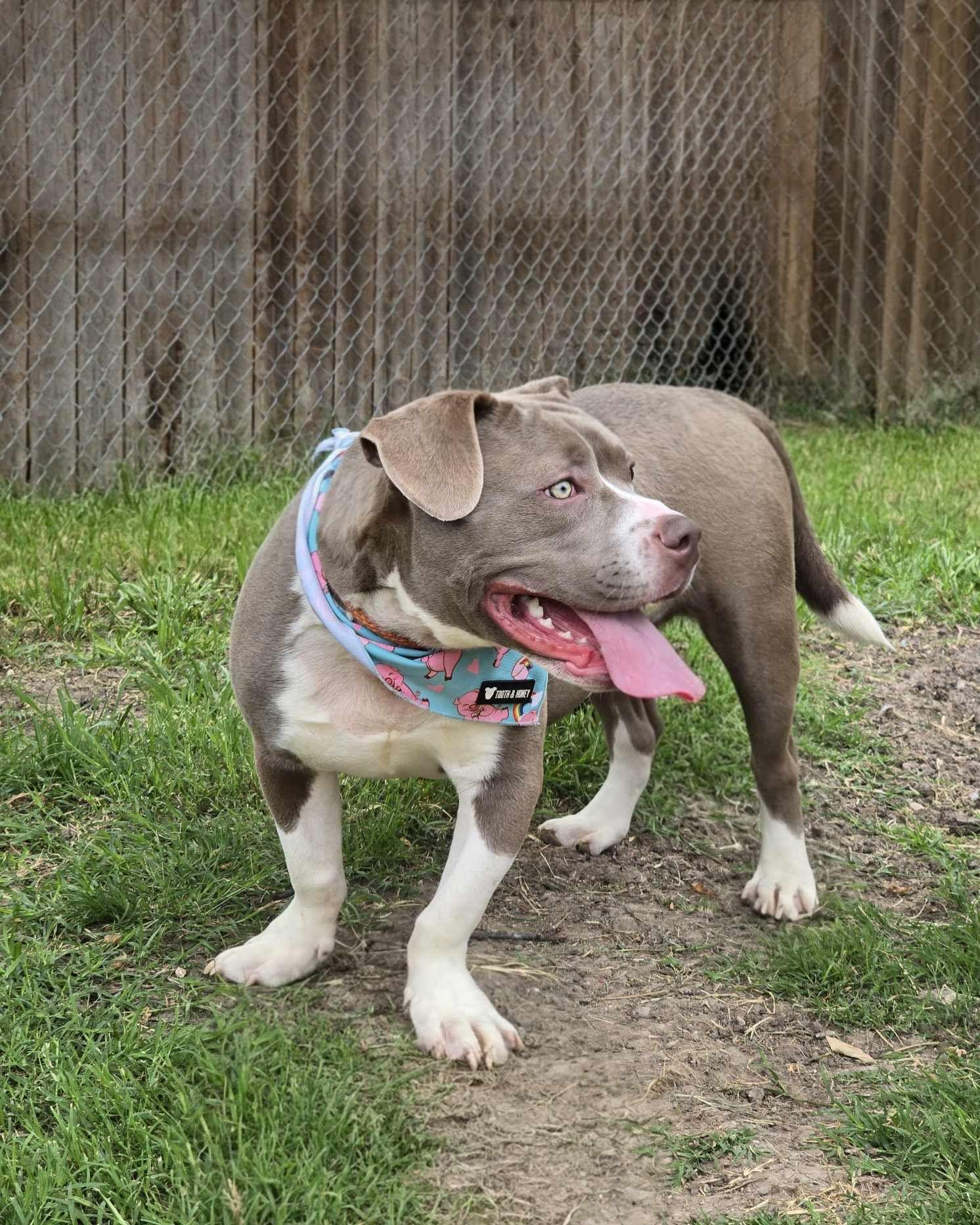 Enlarge Kevin, a Adopted Pit Bull Terrier in Arlee, MT image 2/6