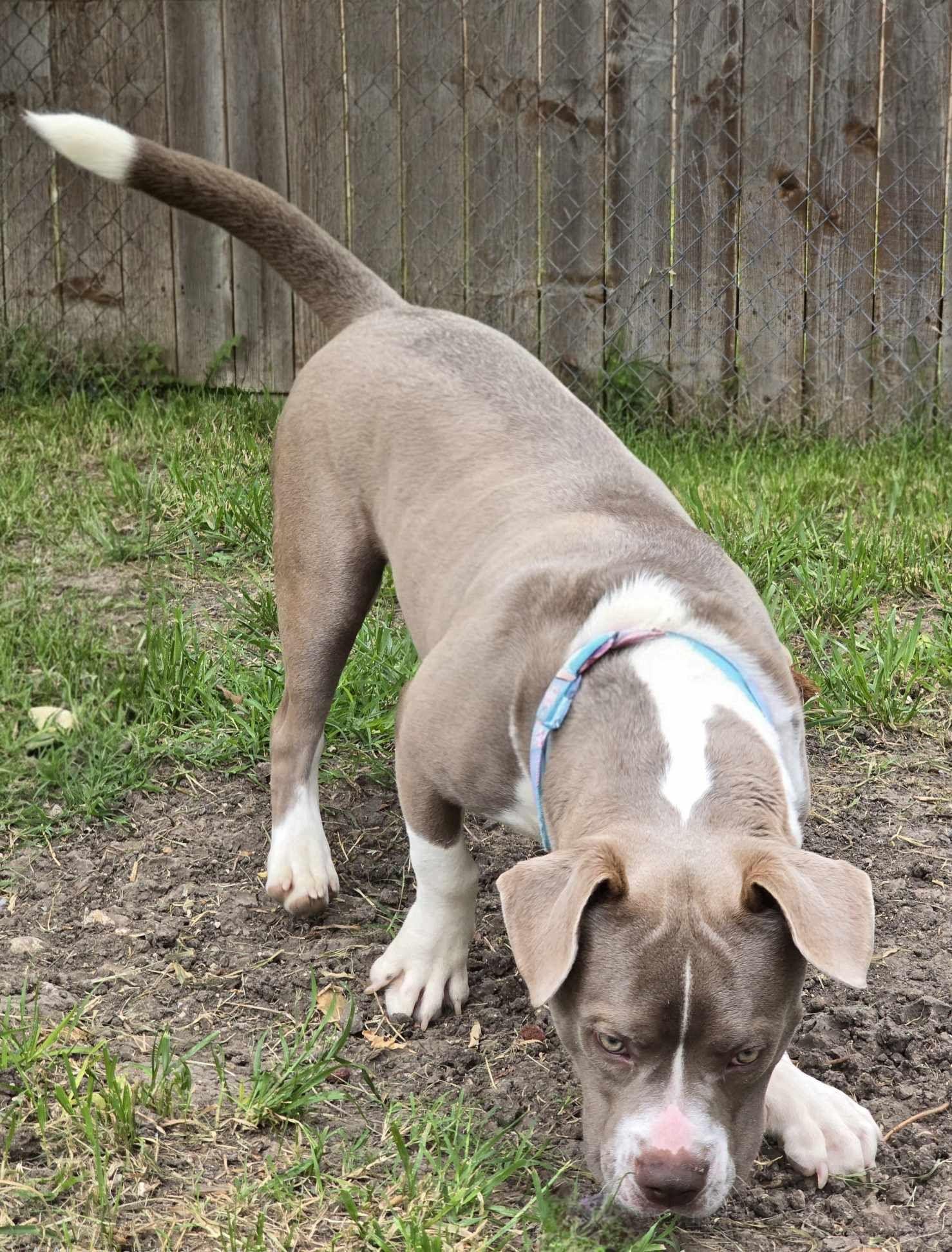 Enlarge Kevin, a Adopted Pit Bull Terrier in Arlee, MT image 3/6