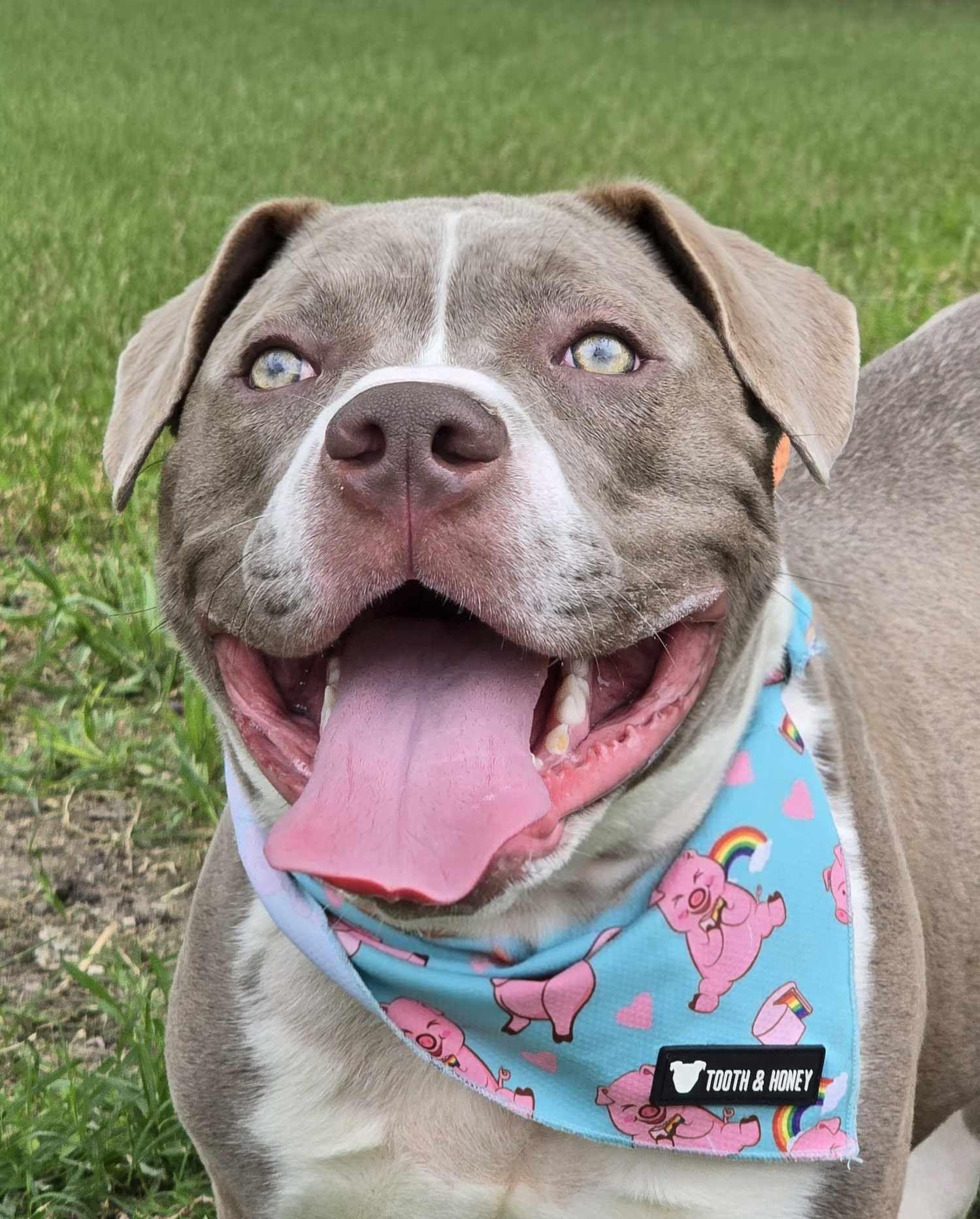 Enlarge Kevin, a Adopted Pit Bull Terrier in Arlee, MT image 4/6