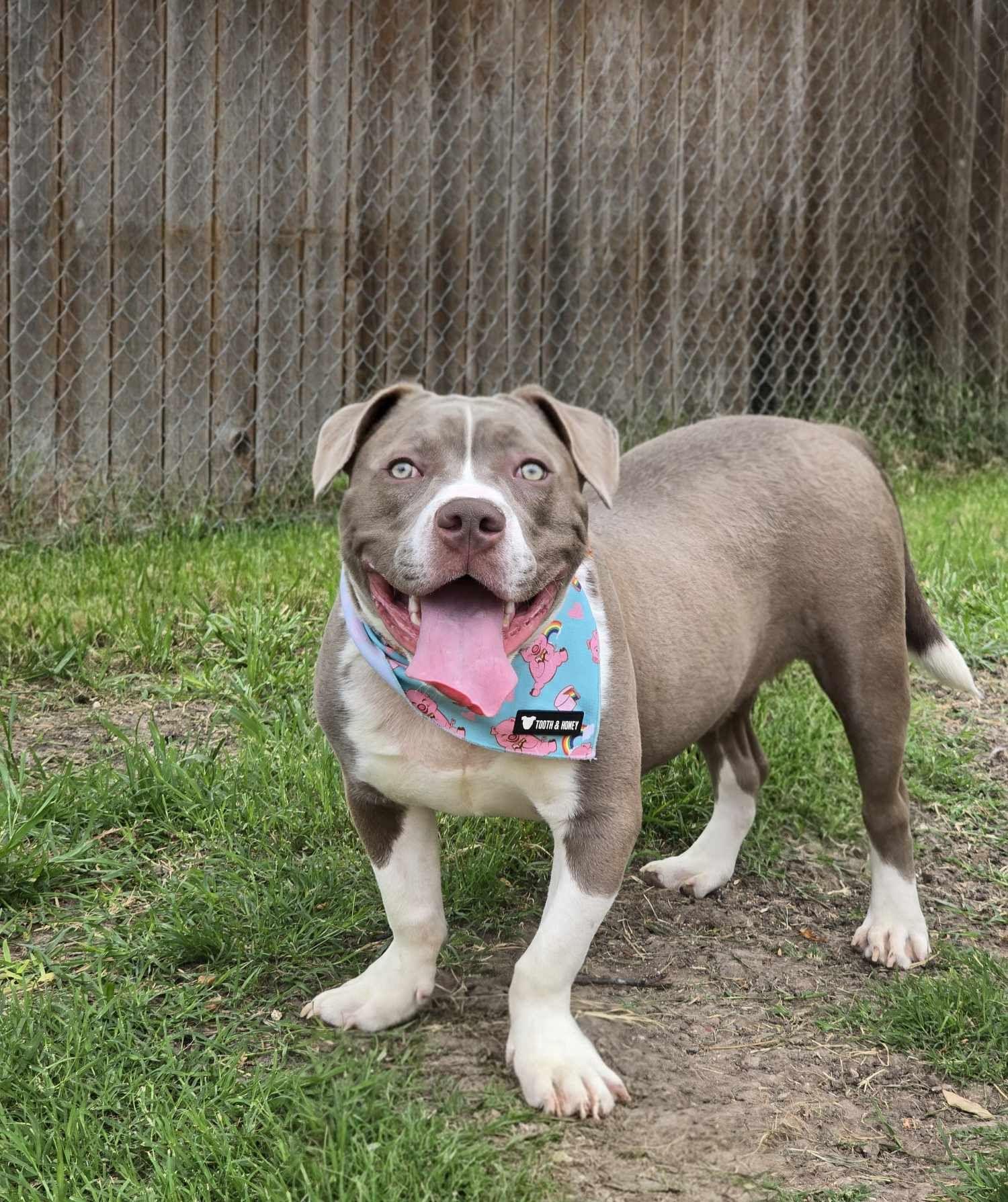 Enlarge Kevin, a Adopted Pit Bull Terrier in Arlee, MT image 5/6