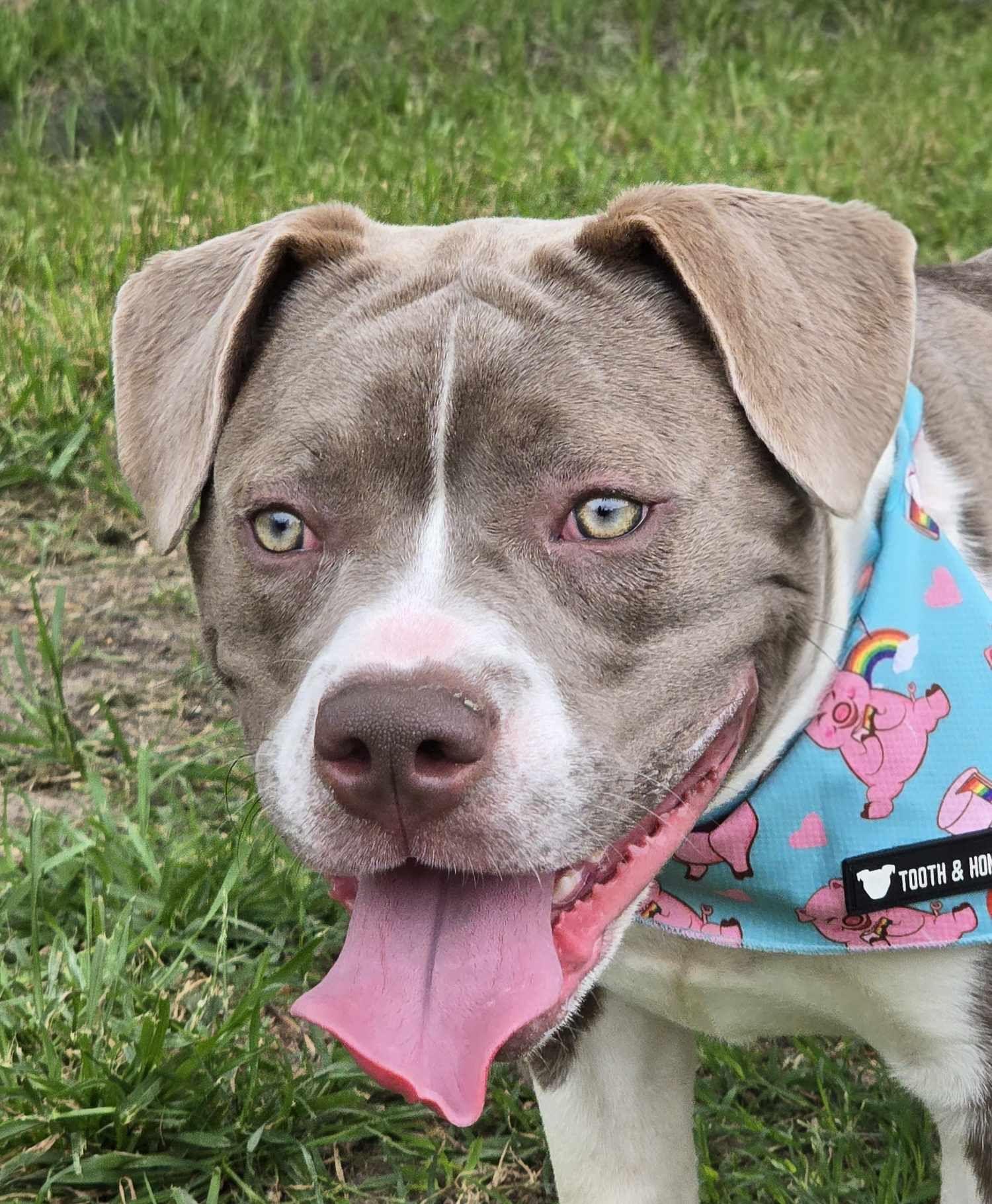 Enlarge Kevin, a Adopted Pit Bull Terrier in Arlee, MT image 6/6