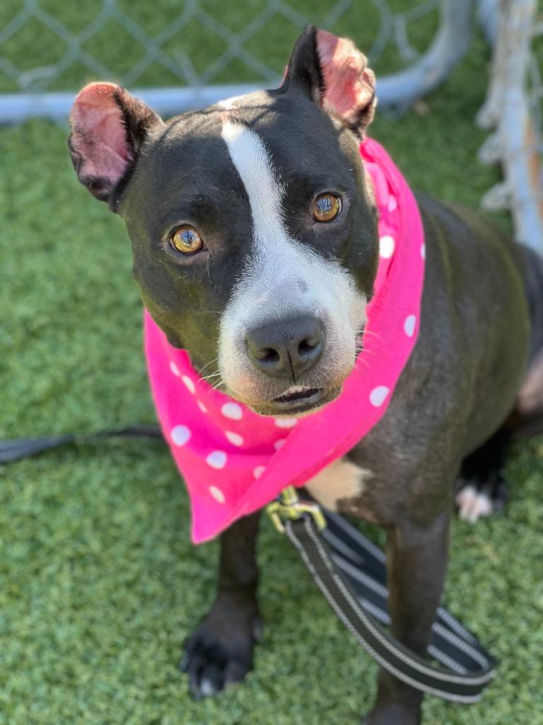 Leila Ali, a Adoptable mixed breed in Hartsville, SC image 1/6