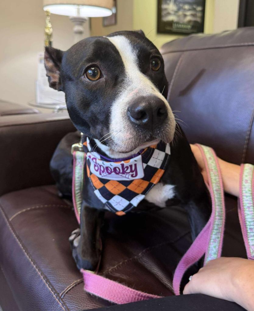 Leila Ali, a Adoptable mixed breed in Hartsville, SC image 2/6