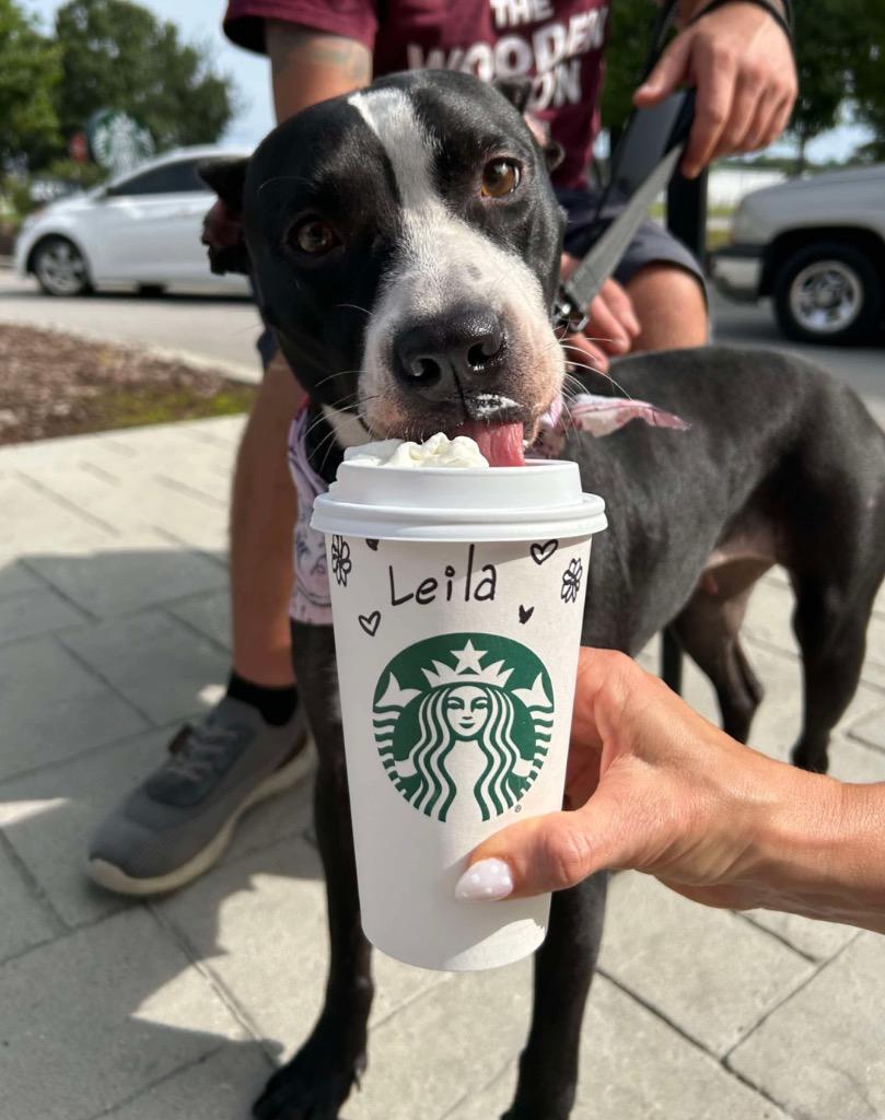 Leila Ali, a Adoptable mixed breed in Hartsville, SC image 3/6