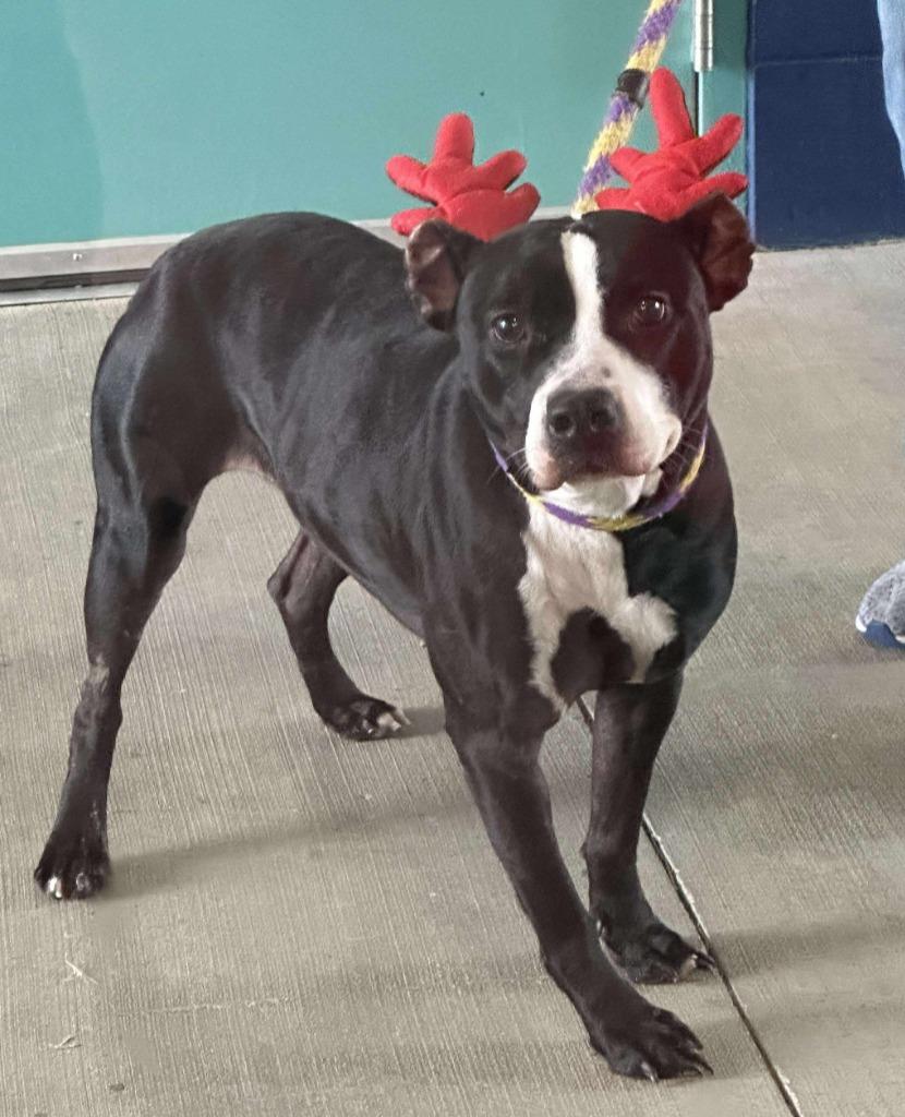 Leila Ali, a Adoptable mixed breed in Hartsville, SC image 5/6