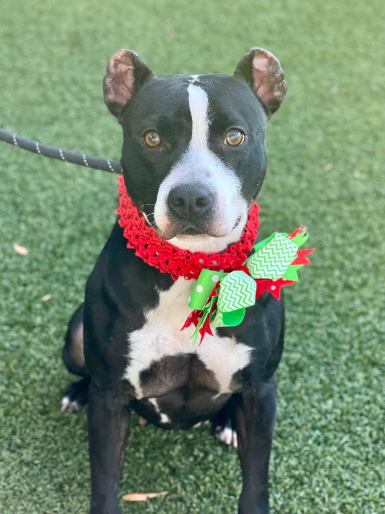 Leila Ali, a Adoptable mixed breed in Hartsville, SC image 6/6