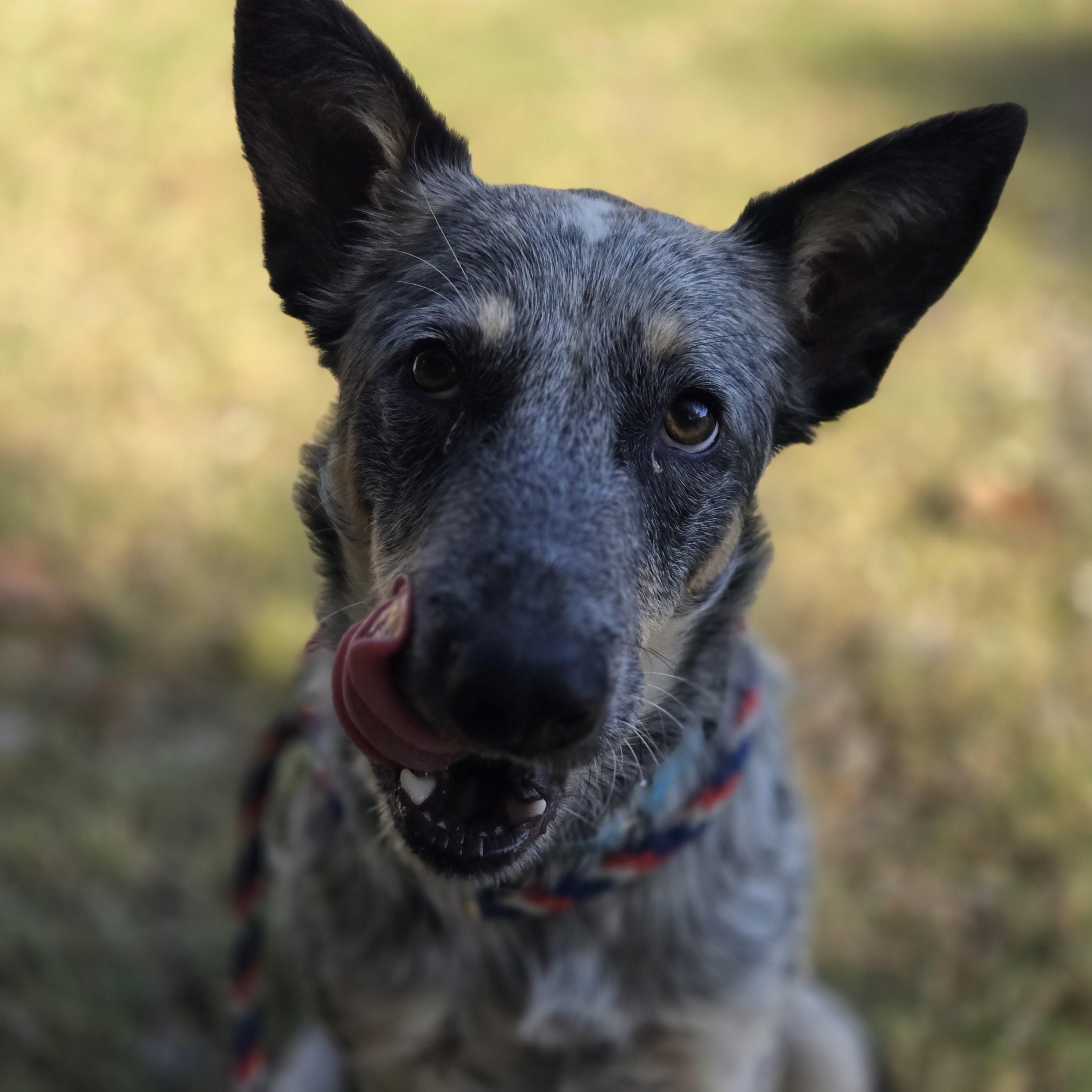 Enlarge Alice, a ADOPTABLE Australian Cattle Dog / Blue Heeler in Mansfield, TX image 2/3
