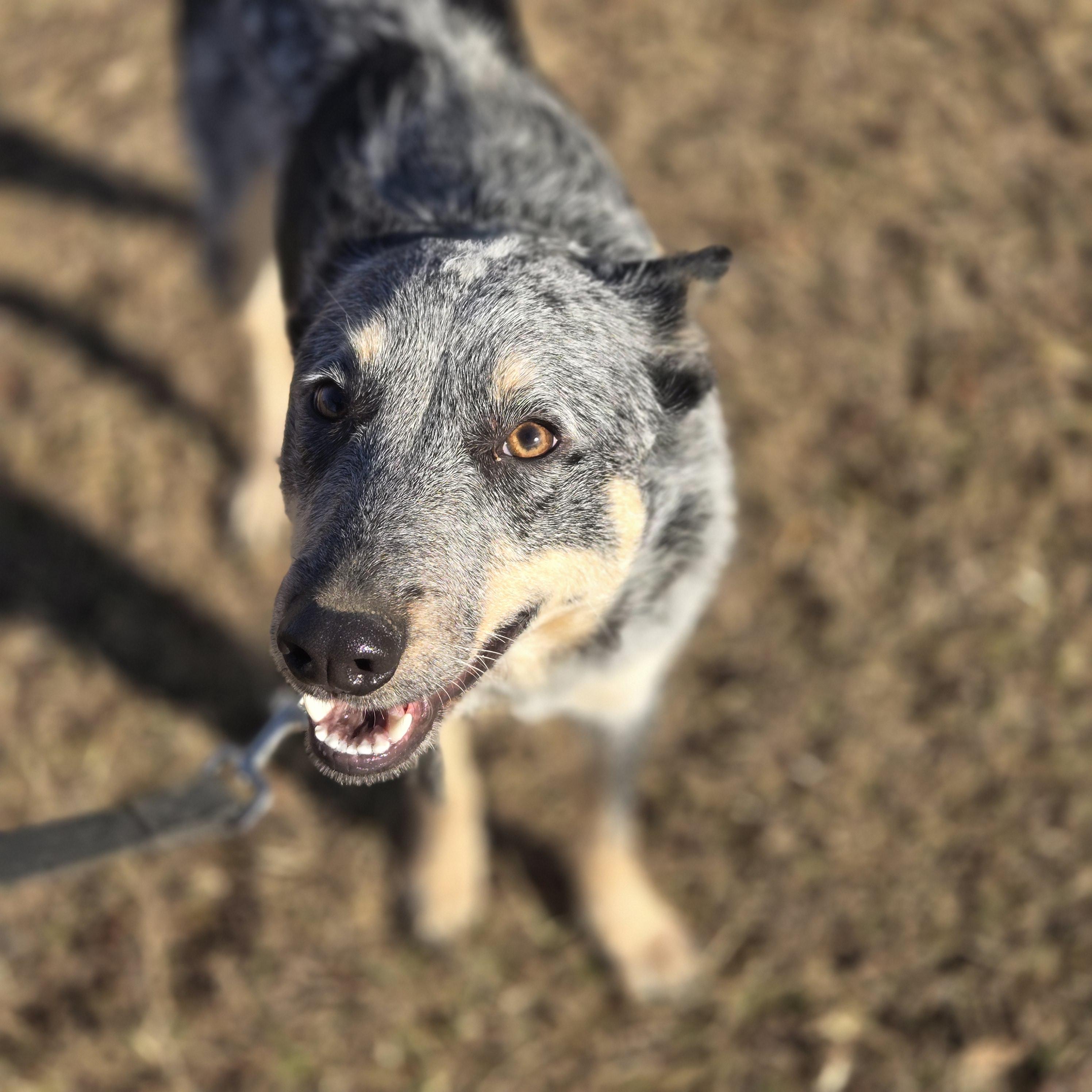 Enlarge Alice, a ADOPTABLE Australian Cattle Dog / Blue Heeler in Mansfield, TX image 3/3