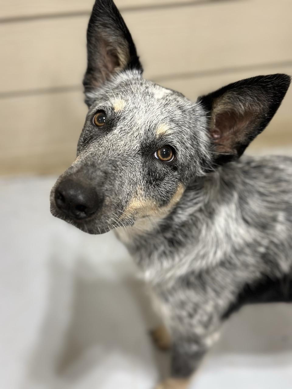 Alice, ADOPTABLE, Adult Female Australian Cattle Dog / Blue Heeler.
