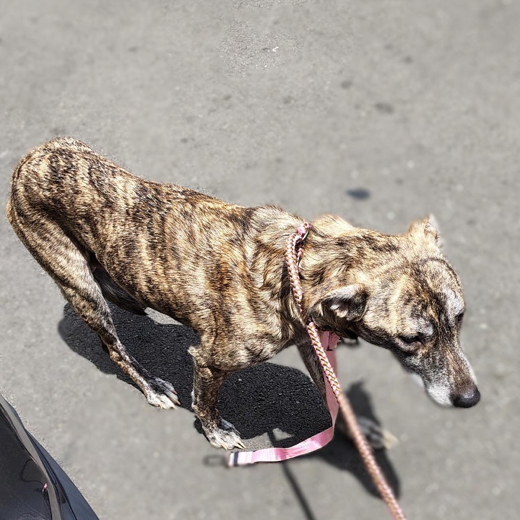 Noel, Adoptable, Adult Female Greyhound & Mixed Breed.