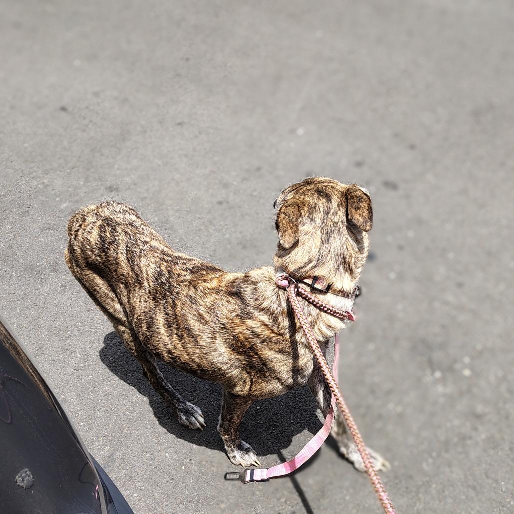 Enlarge Noel, a Adoptable mixed breed in Coos Bay, OR image 2/6