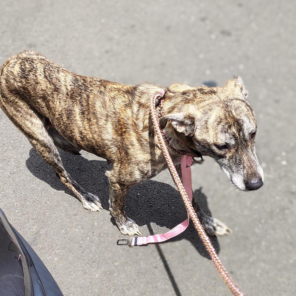 Enlarge Noel, a Adoptable mixed breed in Coos Bay, OR image 3/6