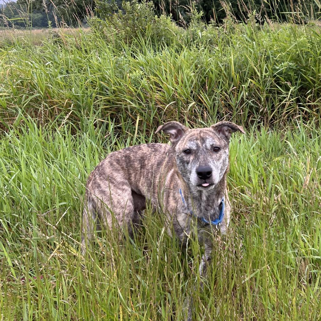 Enlarge Noel, a Adoptable mixed breed in Coos Bay, OR image 4/6