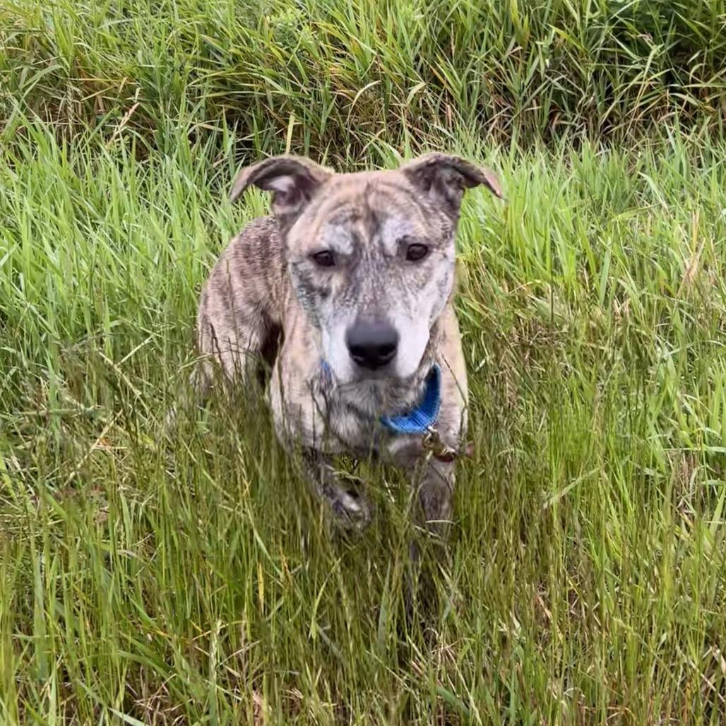 Enlarge Noel, a Adoptable mixed breed in Coos Bay, OR image 5/6