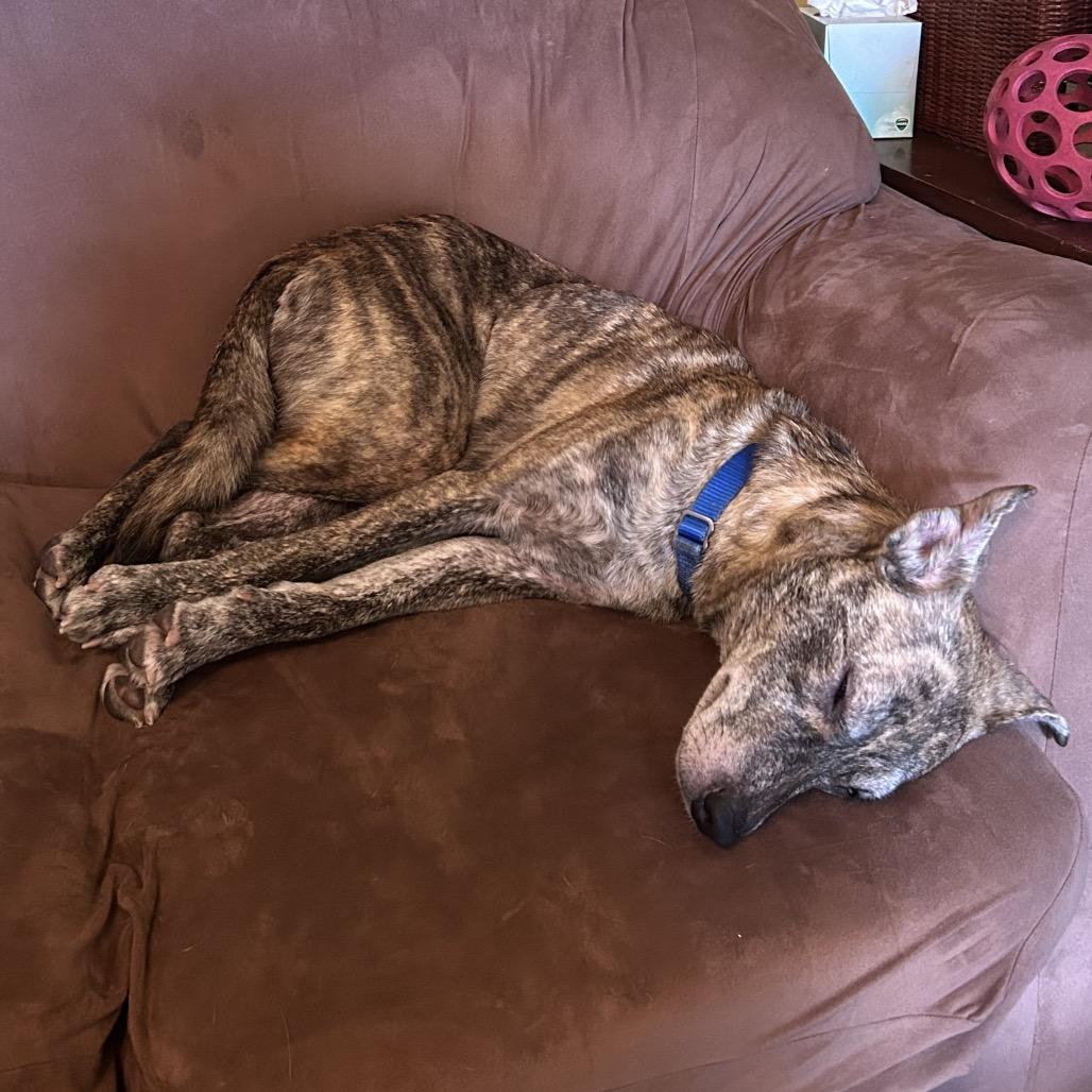 Enlarge Noel, a Adoptable mixed breed in Coos Bay, OR image 6/6
