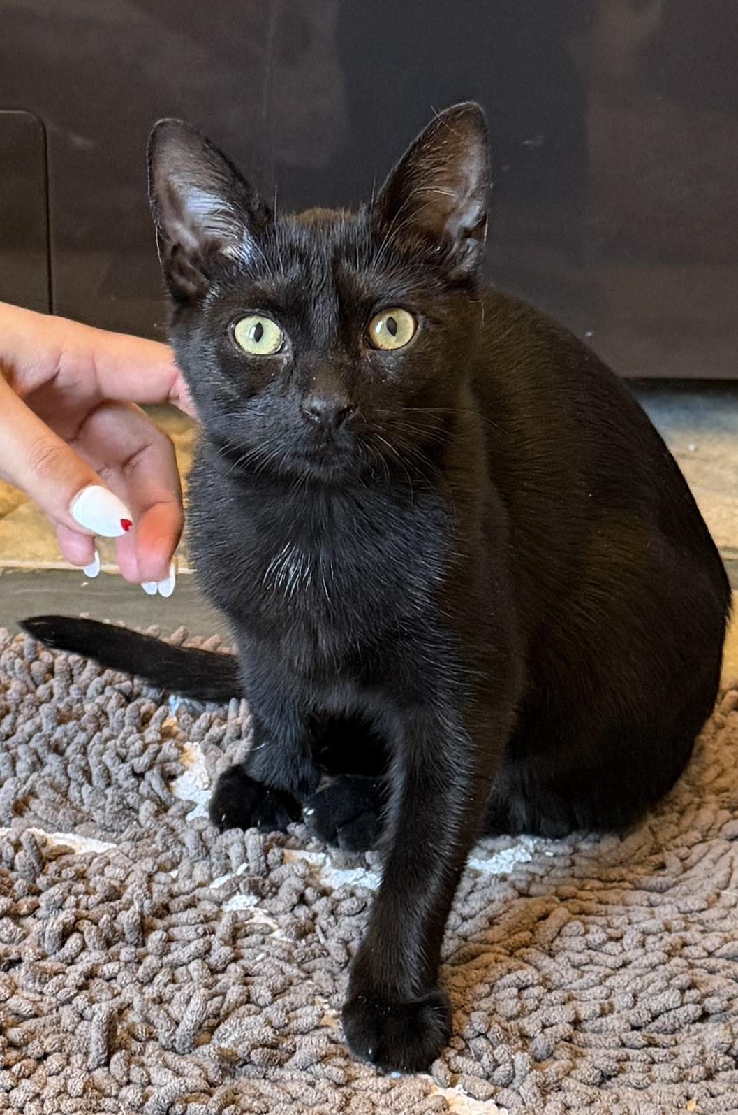 Sponge, adoptable, Kitten Female Domestic Short Hair.