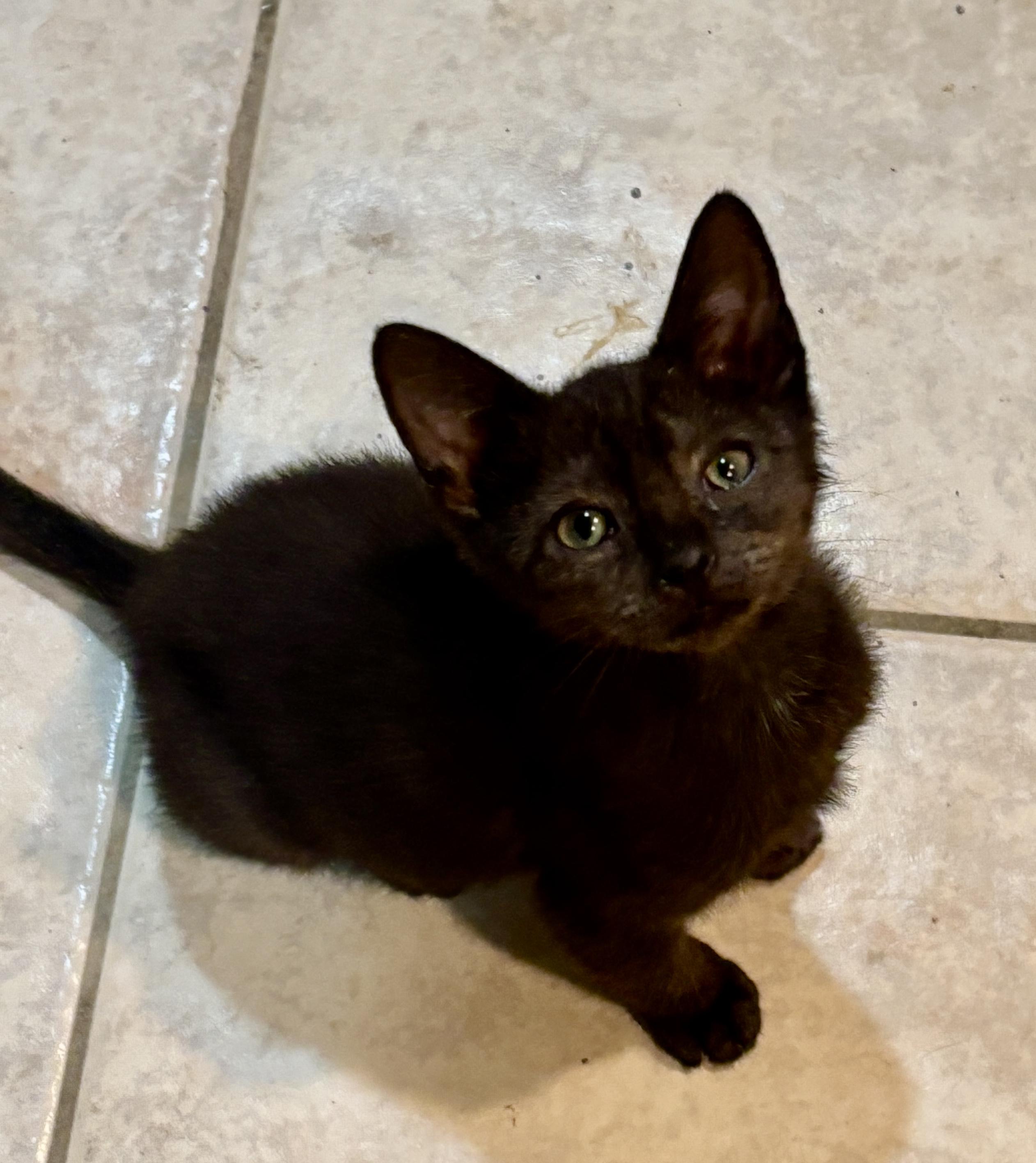 Enlarge Sponge, an adoptable Domestic Short Hair in East Hanover, NJ image 1/1