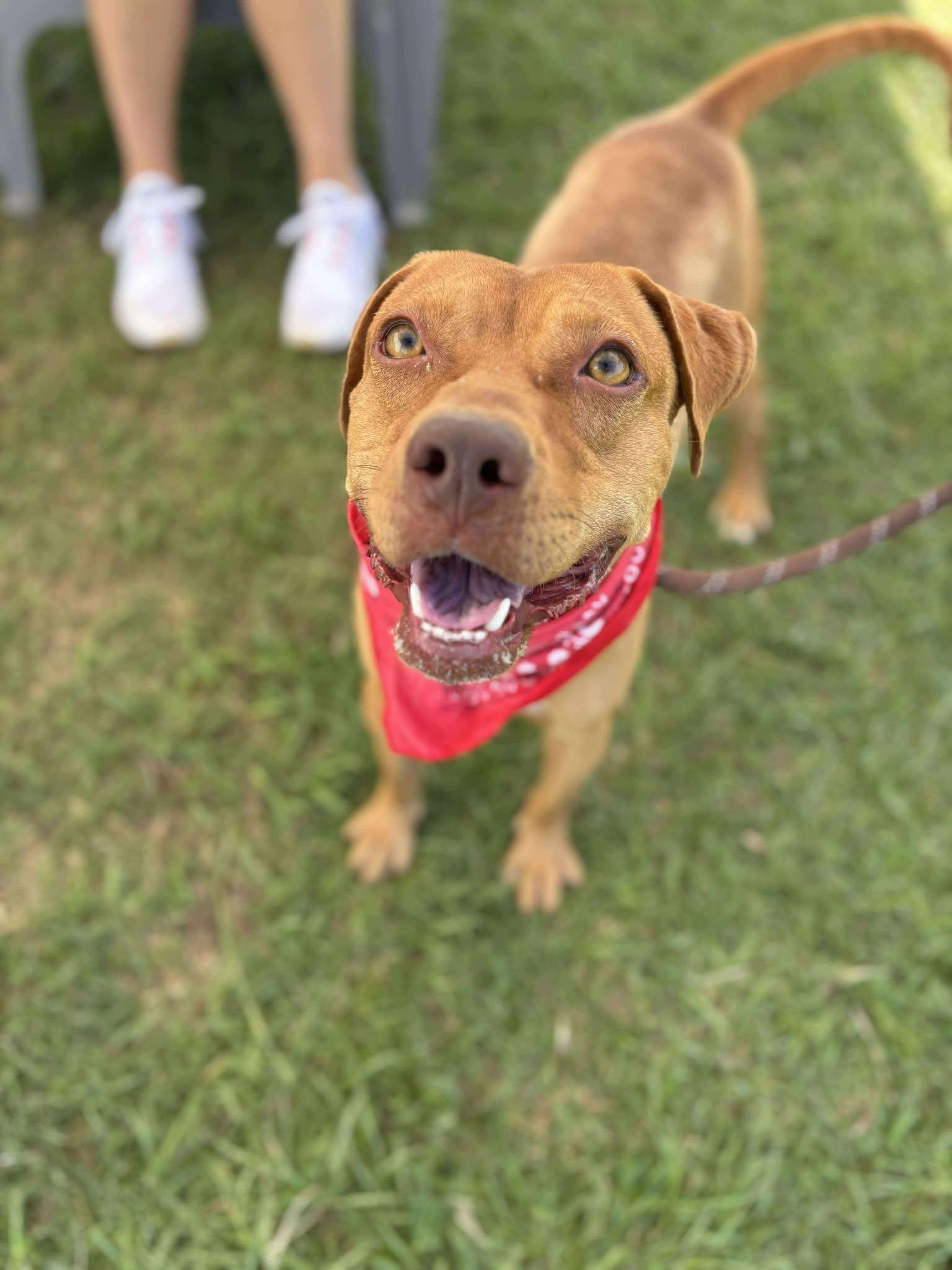 Enlarge Ribeye, a Adoptable mixed breed in Mullins, SC image 1/2