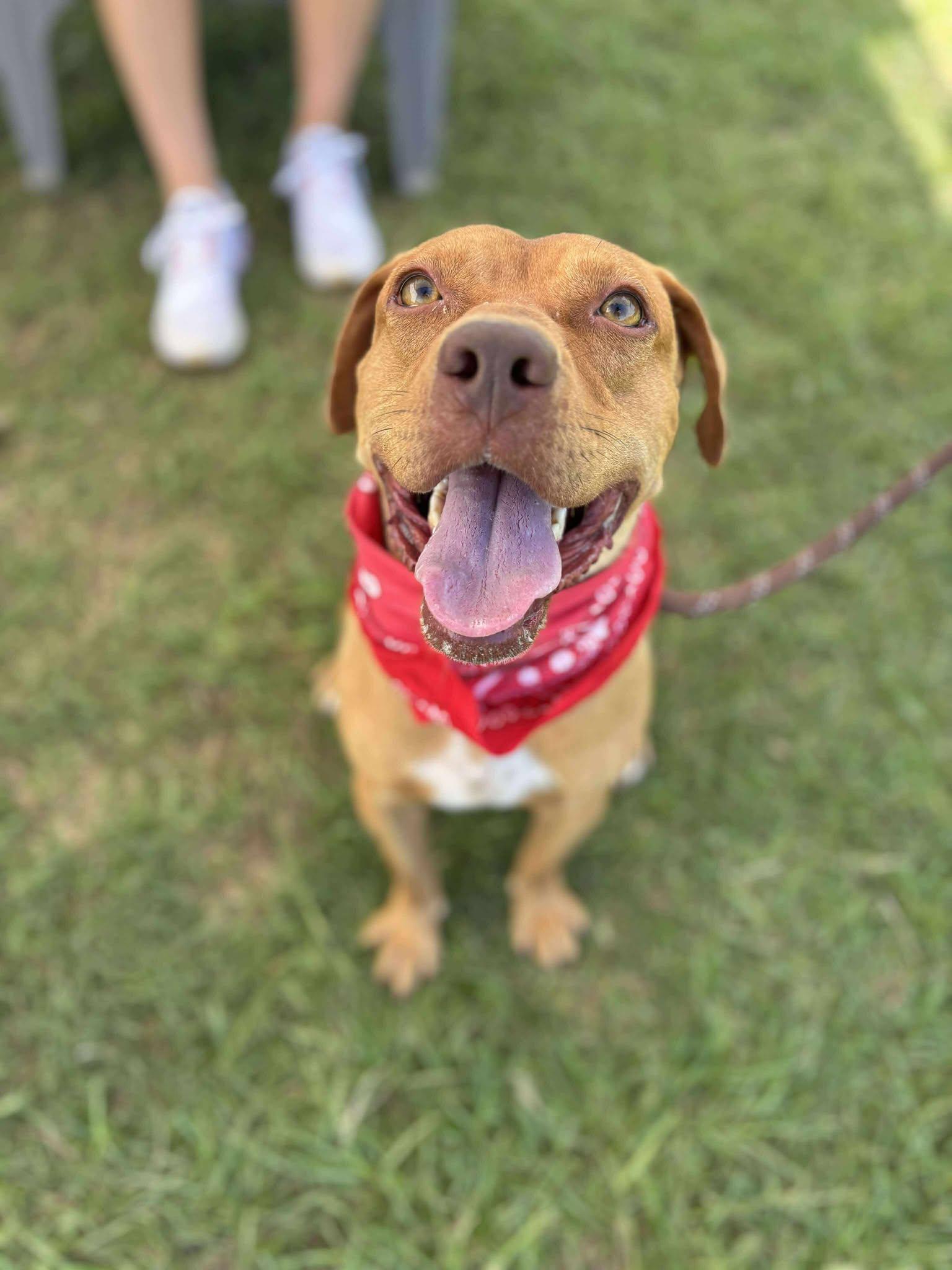 Enlarge Ribeye, a Adoptable mixed breed in Mullins, SC image 2/2