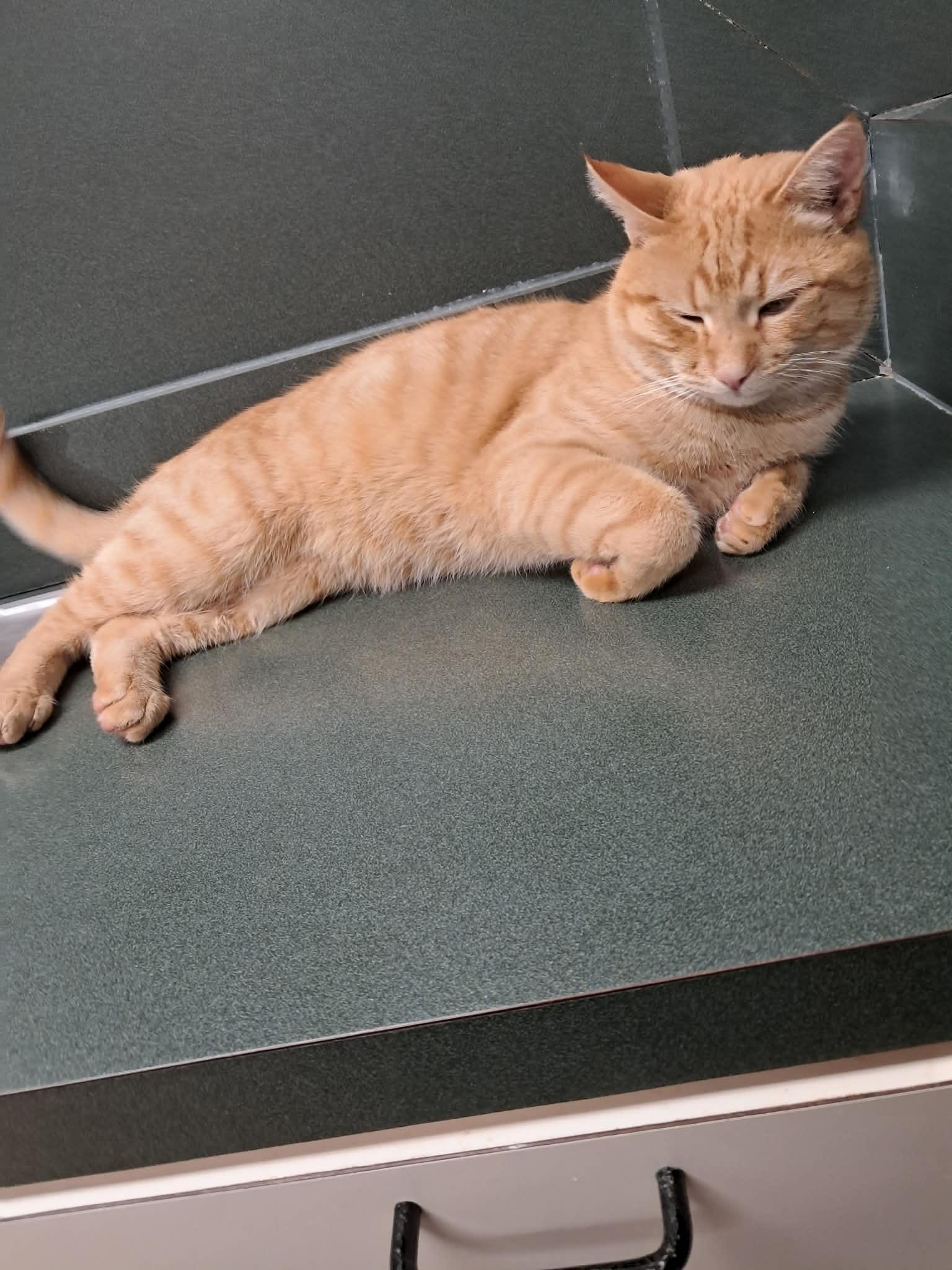 Enlarge Percy, a ADOPTABLE Domestic Short Hair in Newtown, CT image 3/5