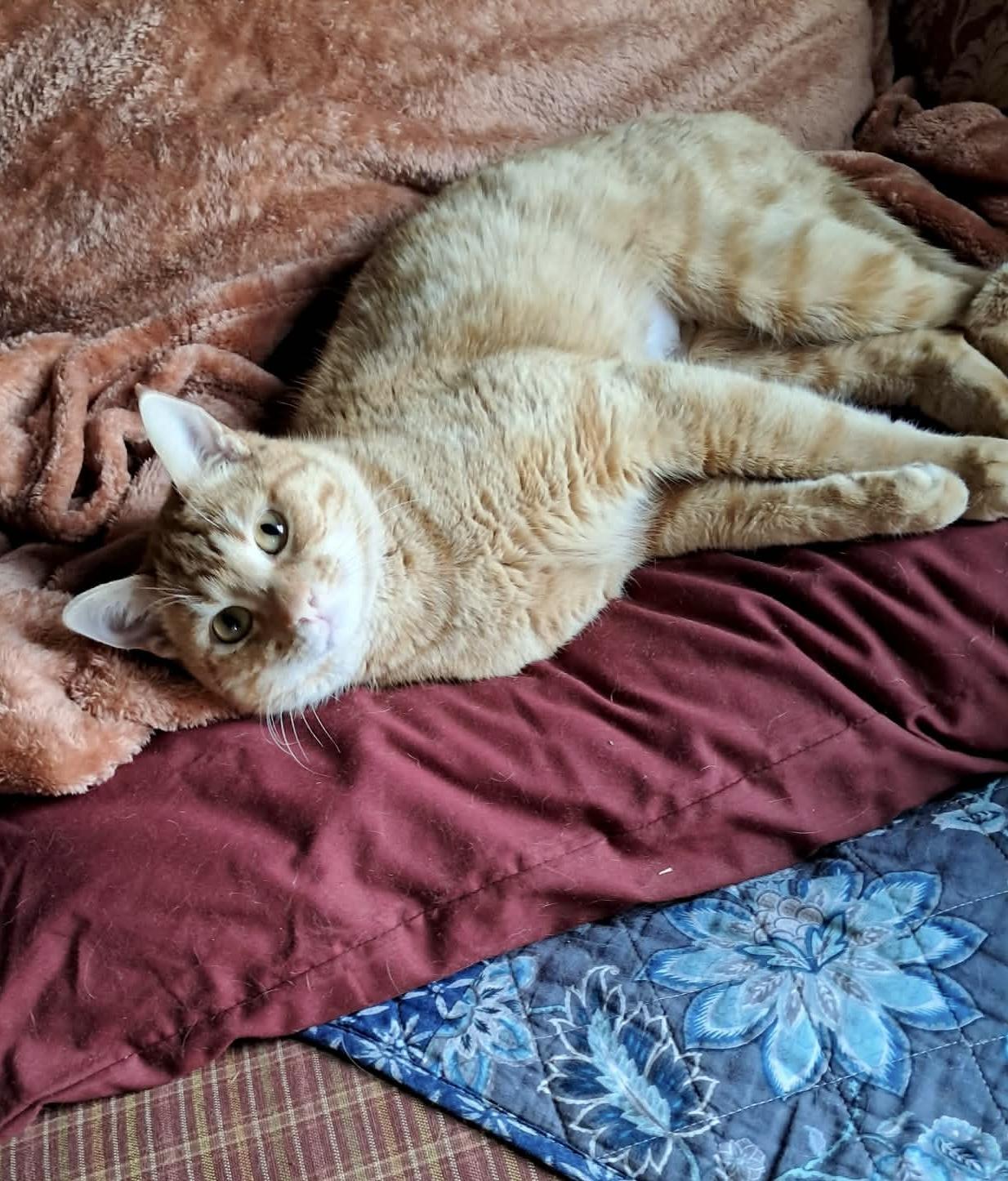 Enlarge Percy, a ADOPTABLE Domestic Short Hair in Newtown, CT image 1/5