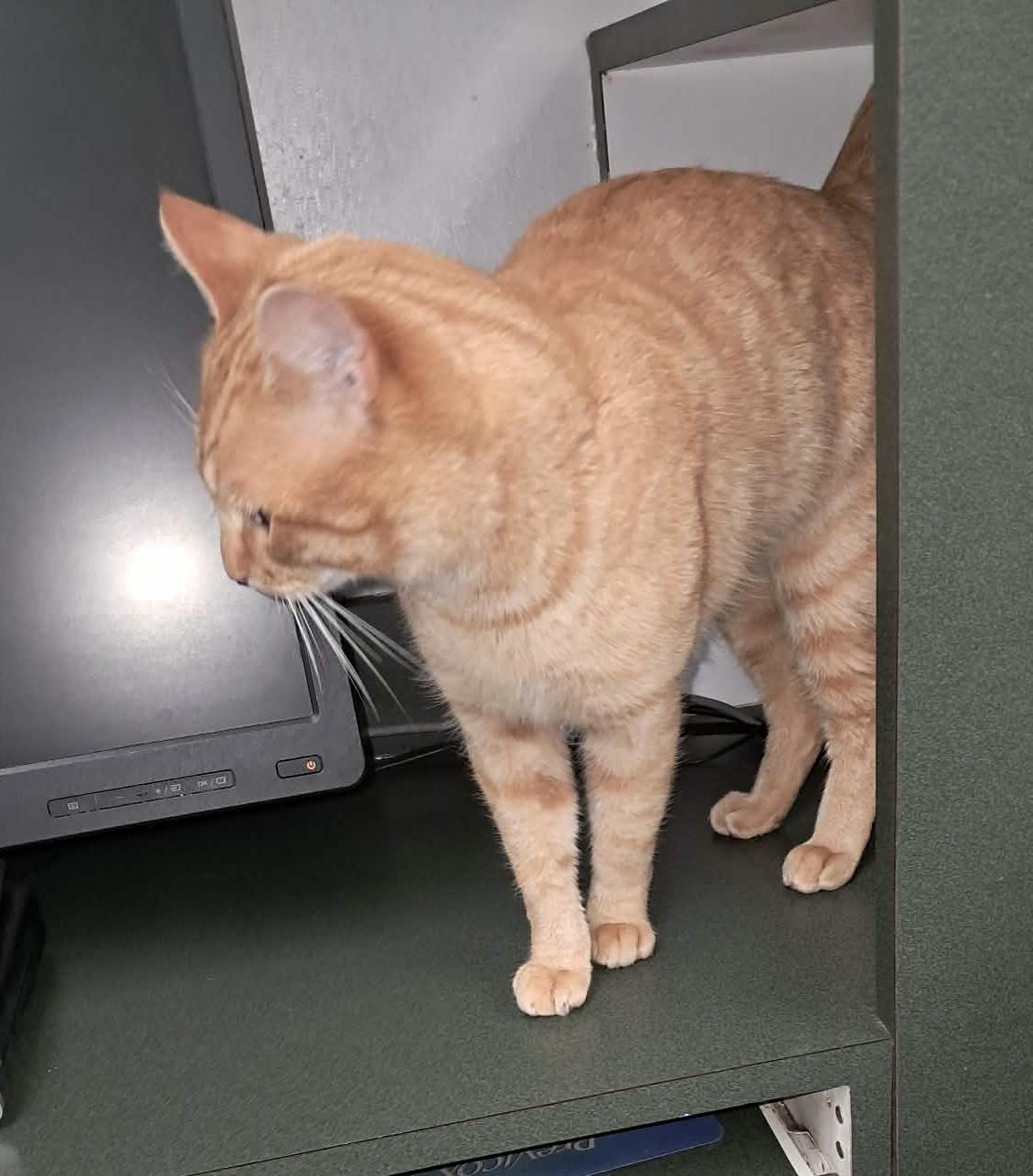 Enlarge Percy, a ADOPTABLE Domestic Short Hair in Newtown, CT image 4/5