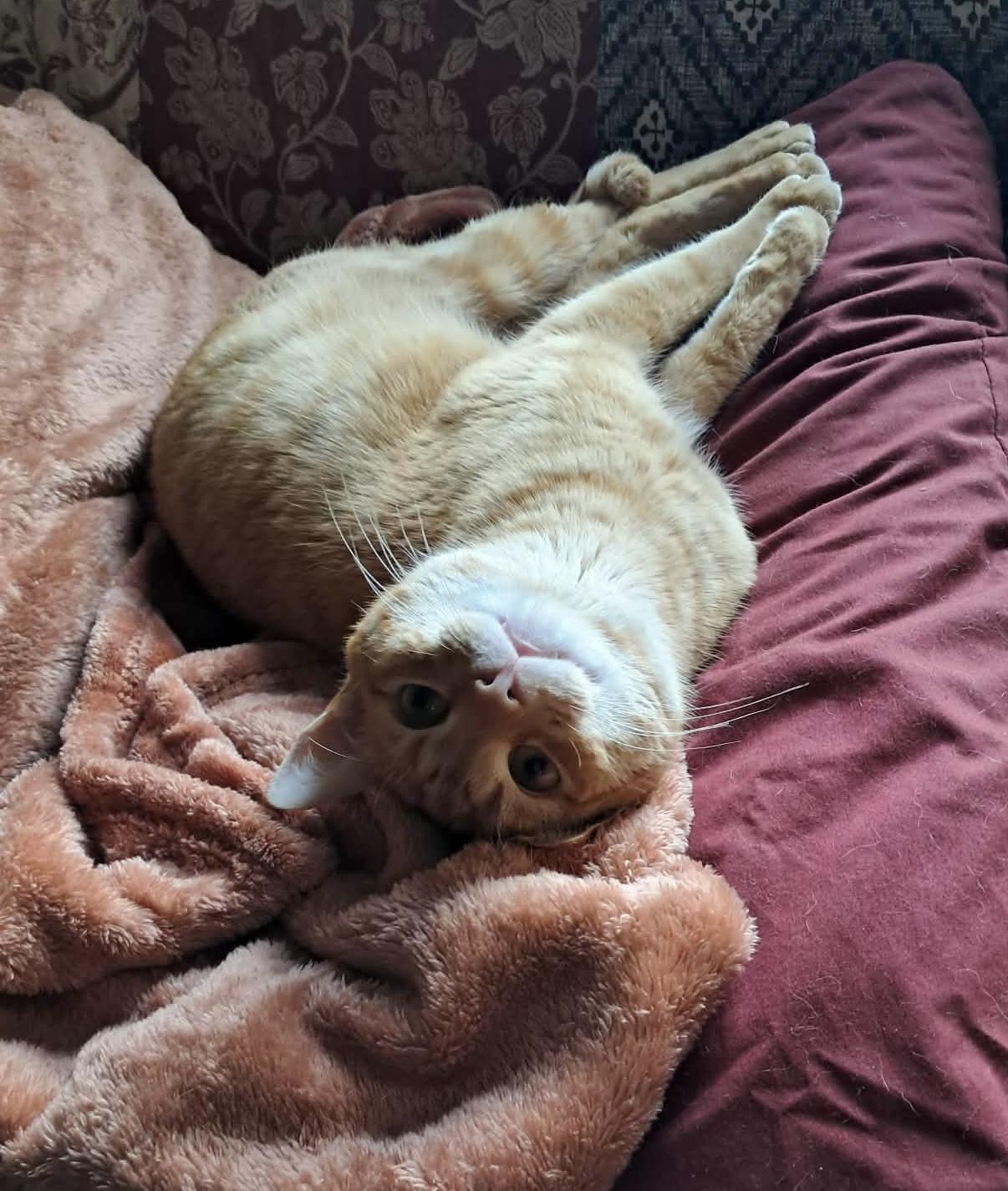 Enlarge Percy, a ADOPTABLE Domestic Short Hair in Newtown, CT image 2/5