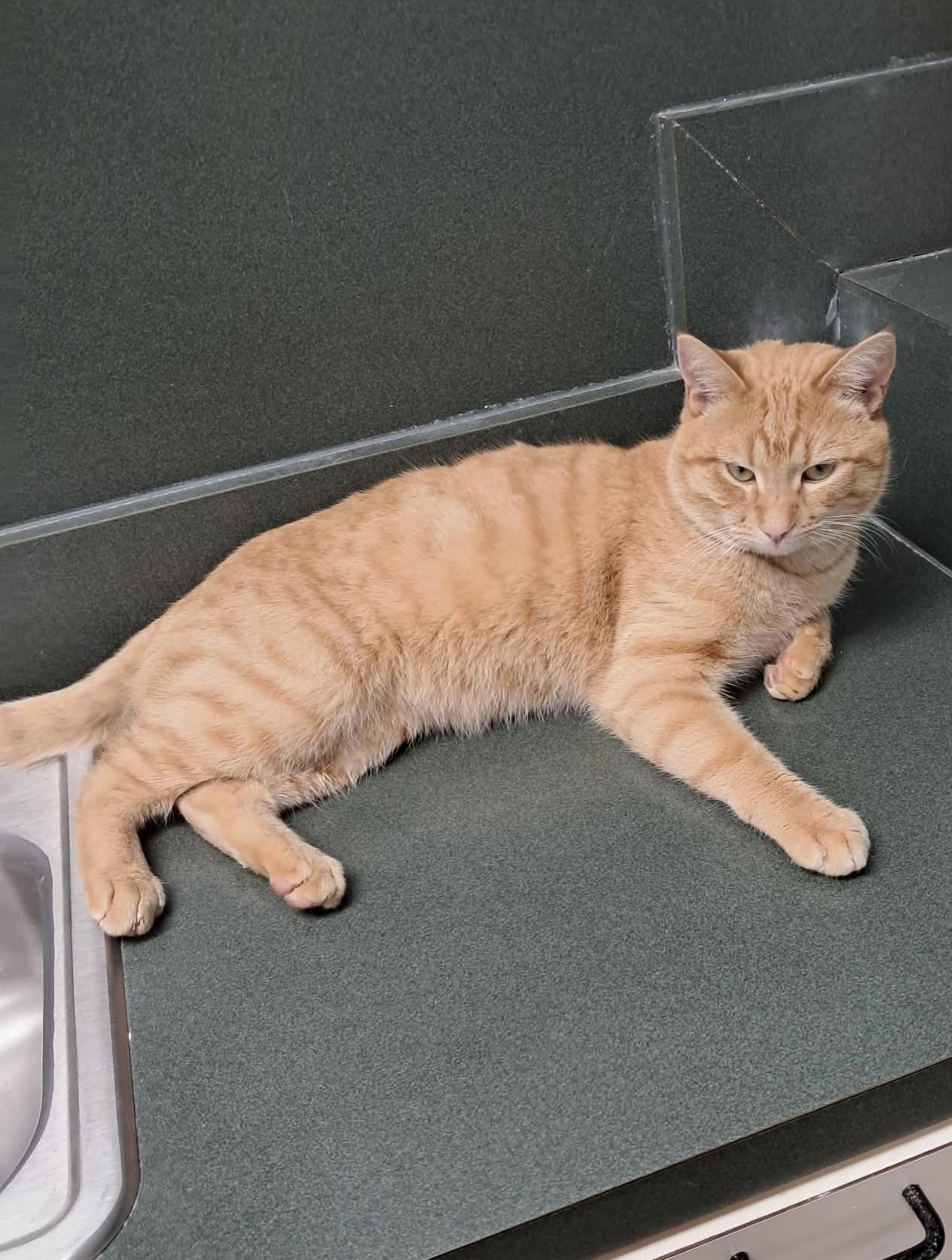 Enlarge Percy, a ADOPTABLE Domestic Short Hair in Newtown, CT image 5/5