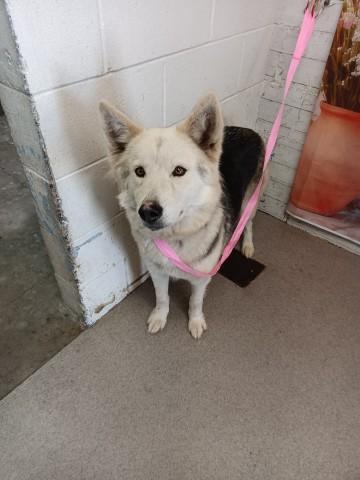 Enlarge ROZAE, a Adoptable Siberian Husky in San Bernardino, CA image 1/1